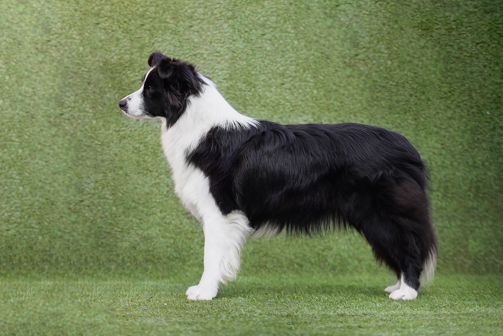 Трава у дома. О нас