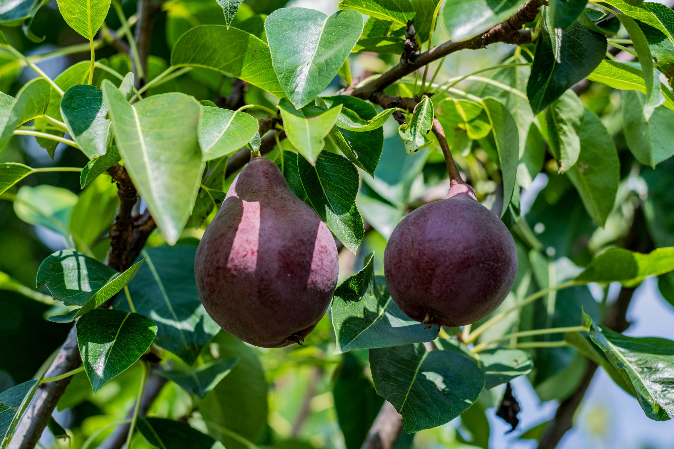Антон Курдюмов фотограф в Хабаровске Рина Курдюмова фото27 foto27 Антон Дорофеев репортажный репортаж документалист Тони и Рина фотосоздатели Виноградники Хехцир 2024 Хабаровск виноград дикий фермер фермерство дачный сезон
