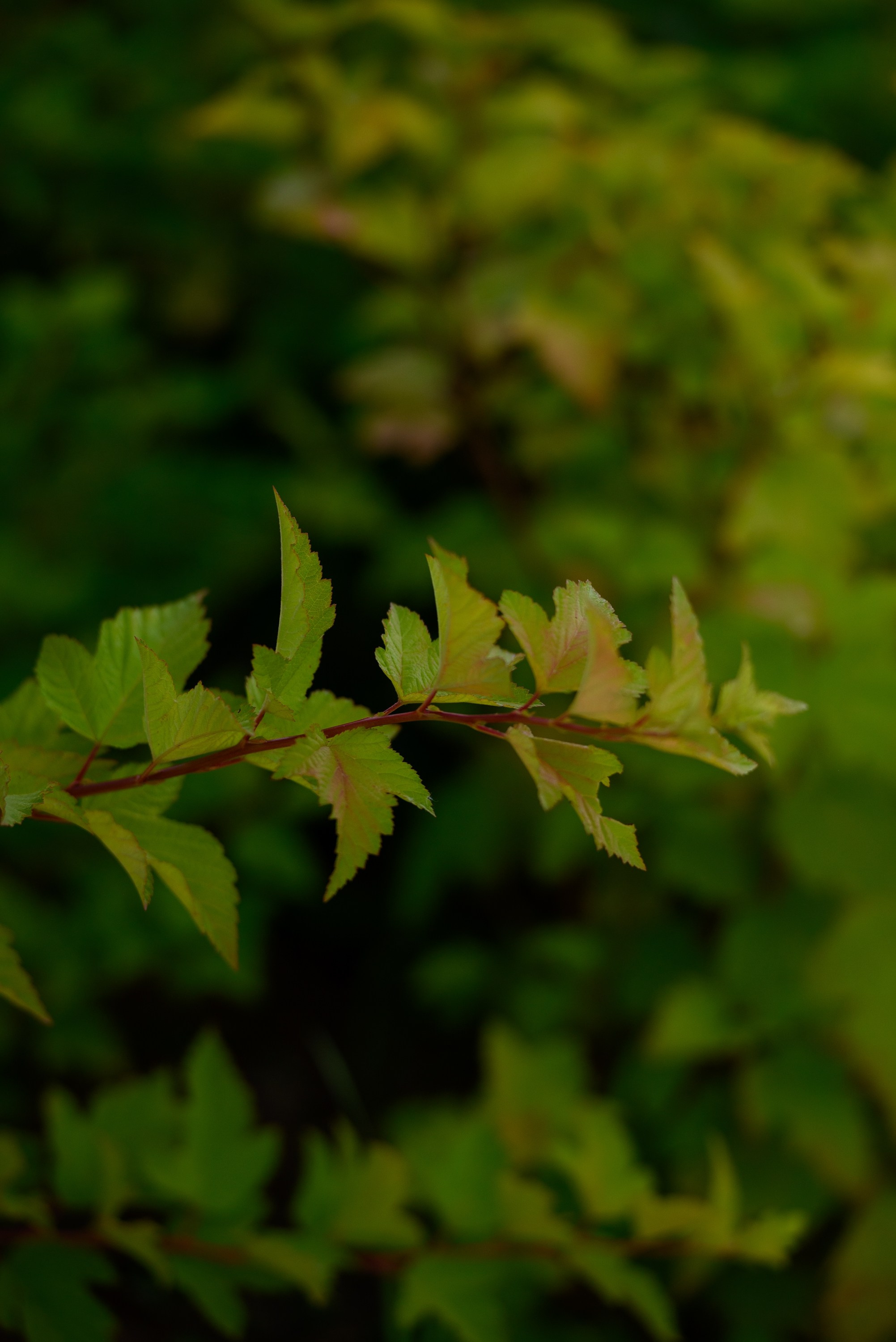 Это любовь. Свадебный фотограф Ижевск Петр Шишков