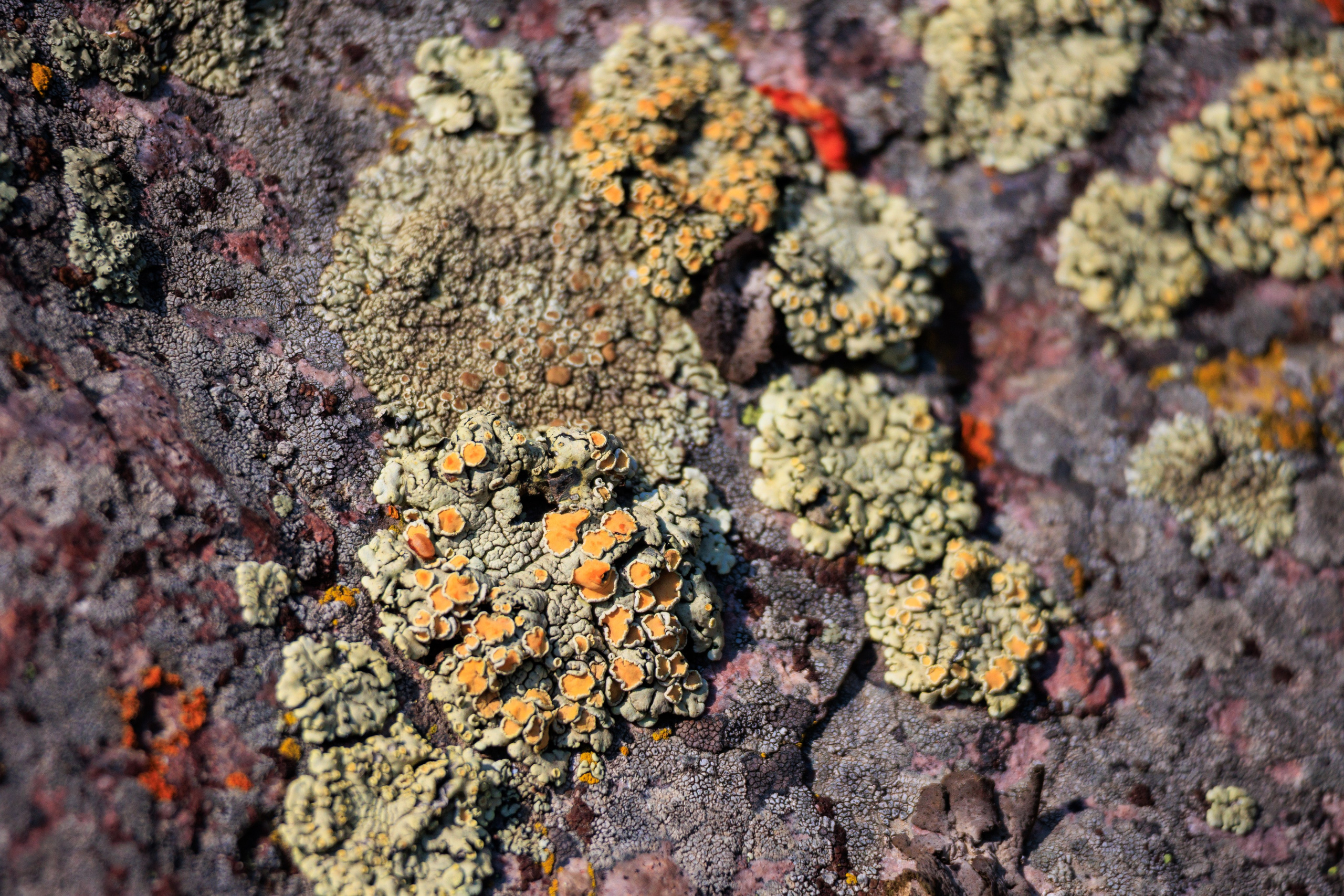 Поездка на плато Ассы и за пределами. Экскурсии и туры по Алматы