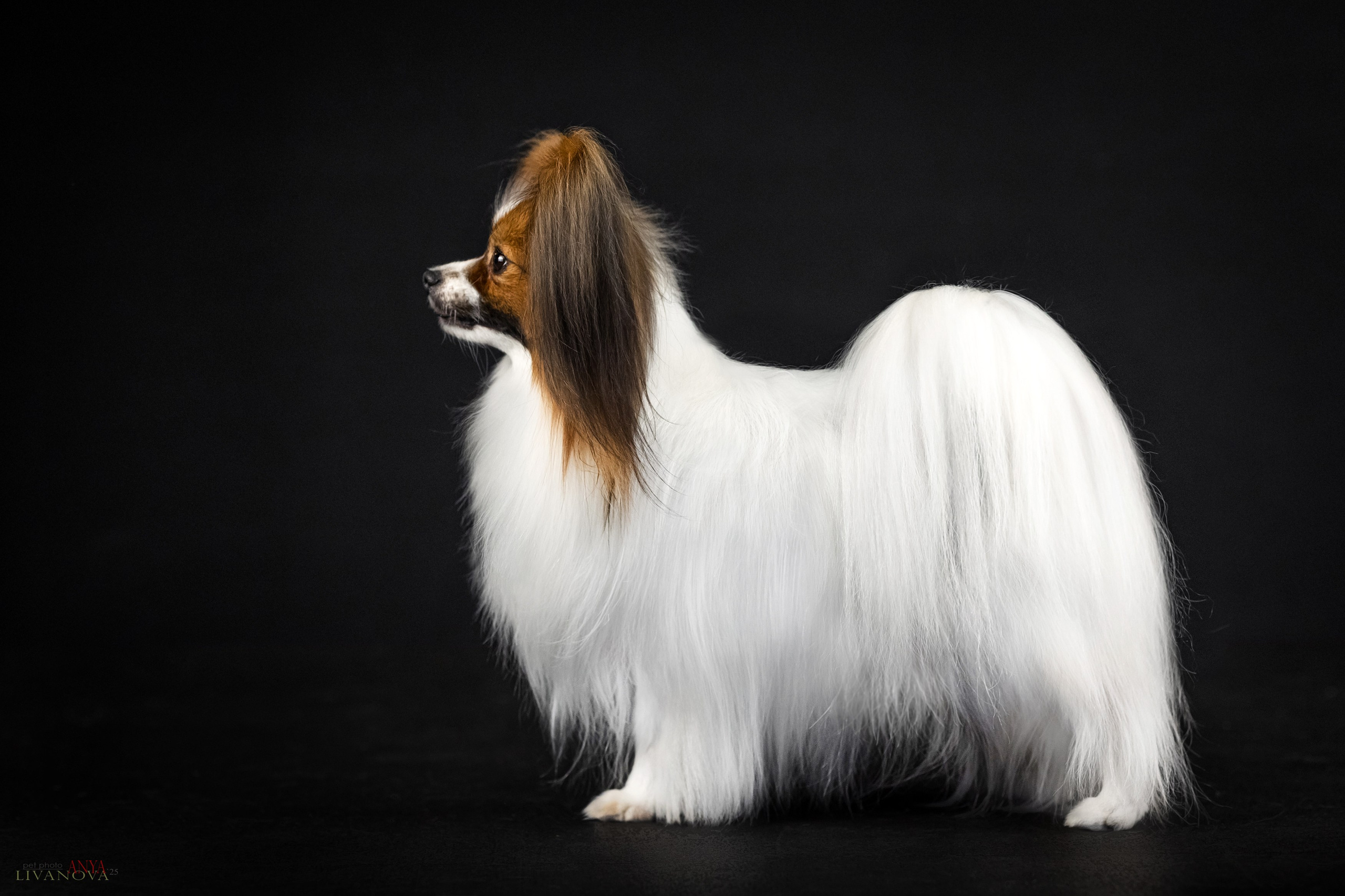 Флай. Фотограф анималист Аня Ливанова | Рыбинск