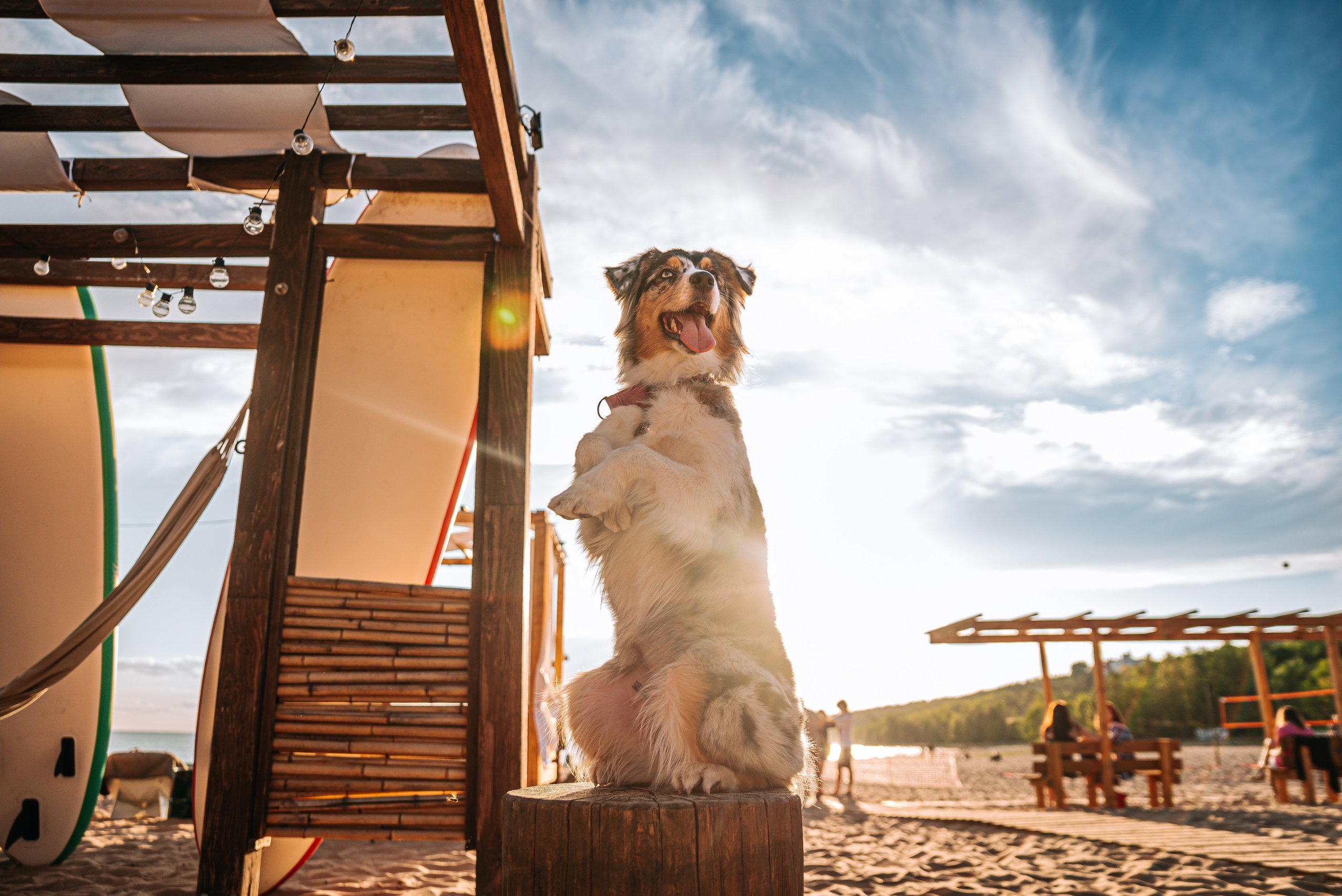 No Bad Days. Главная