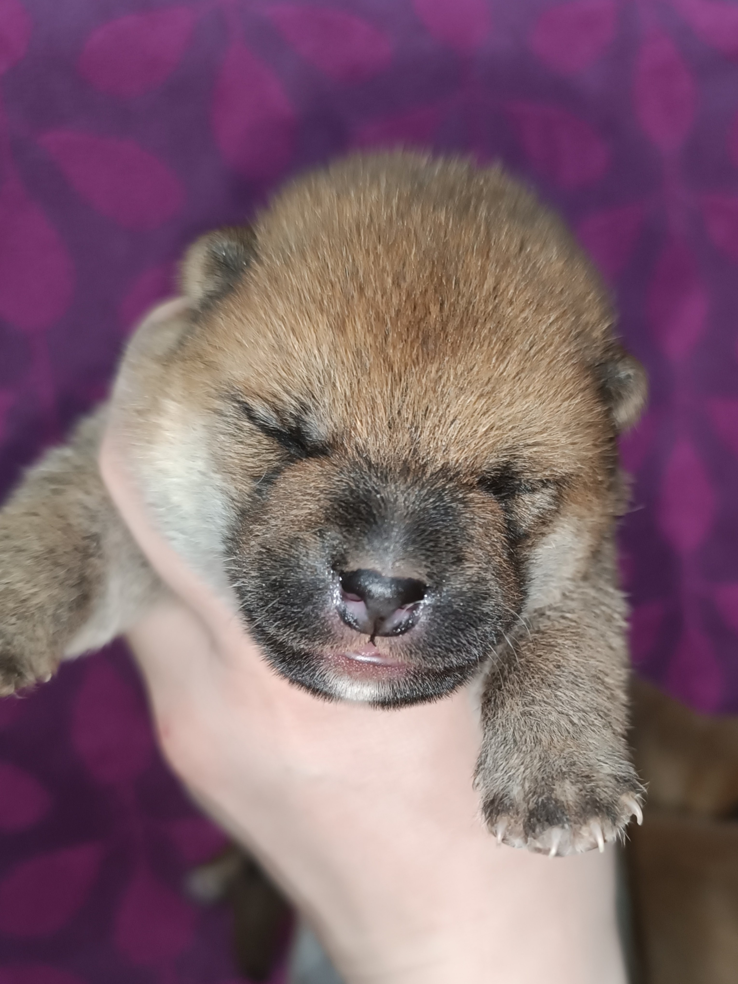 сиба питомник Рубилайт щенки на продажу rubylight  сиба щенки купить СПб Санкт-Петербург 