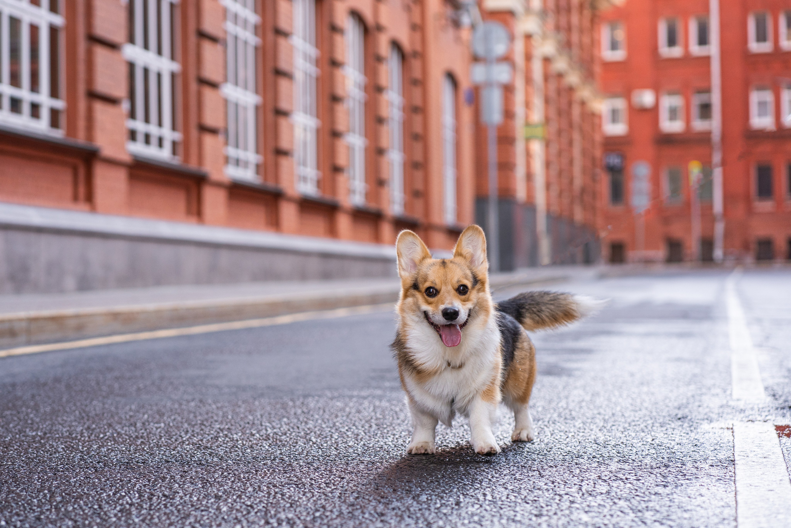 Фотосессии с питомцами Москва. Свадебный фотограф в Москве Анна Полушина