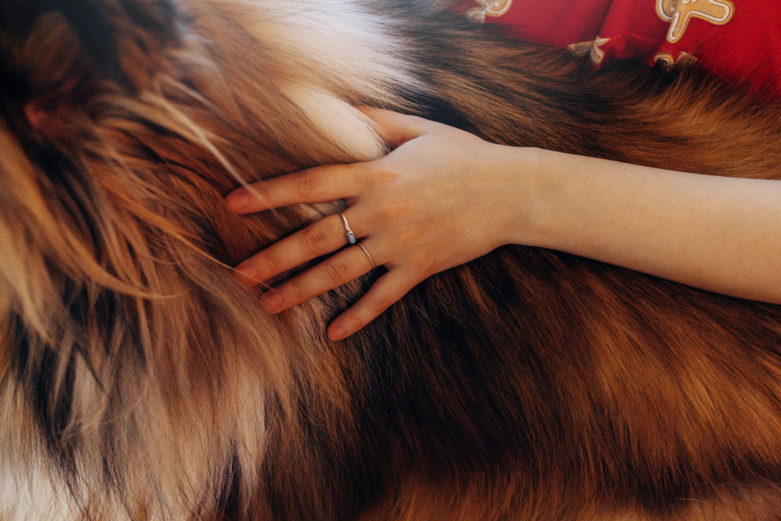 Юлиана, Элли и Райан. YULA KOLESOVA | Фотограф — Анималист | Художник | Тюмень