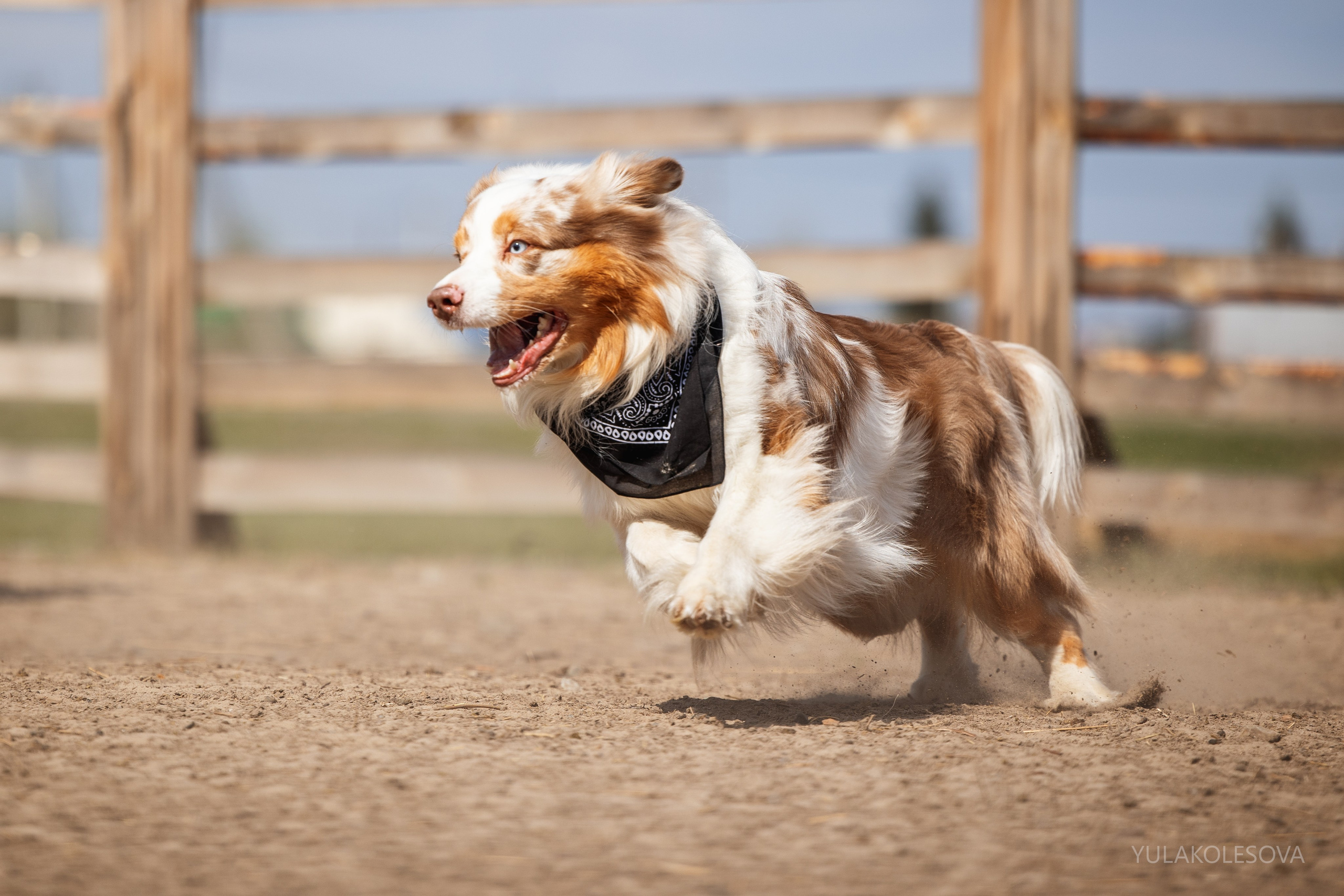 Аусси день 15.05.2024. YULA KOLESOVA | Фотограф — Анималист | Художник | Тюмень