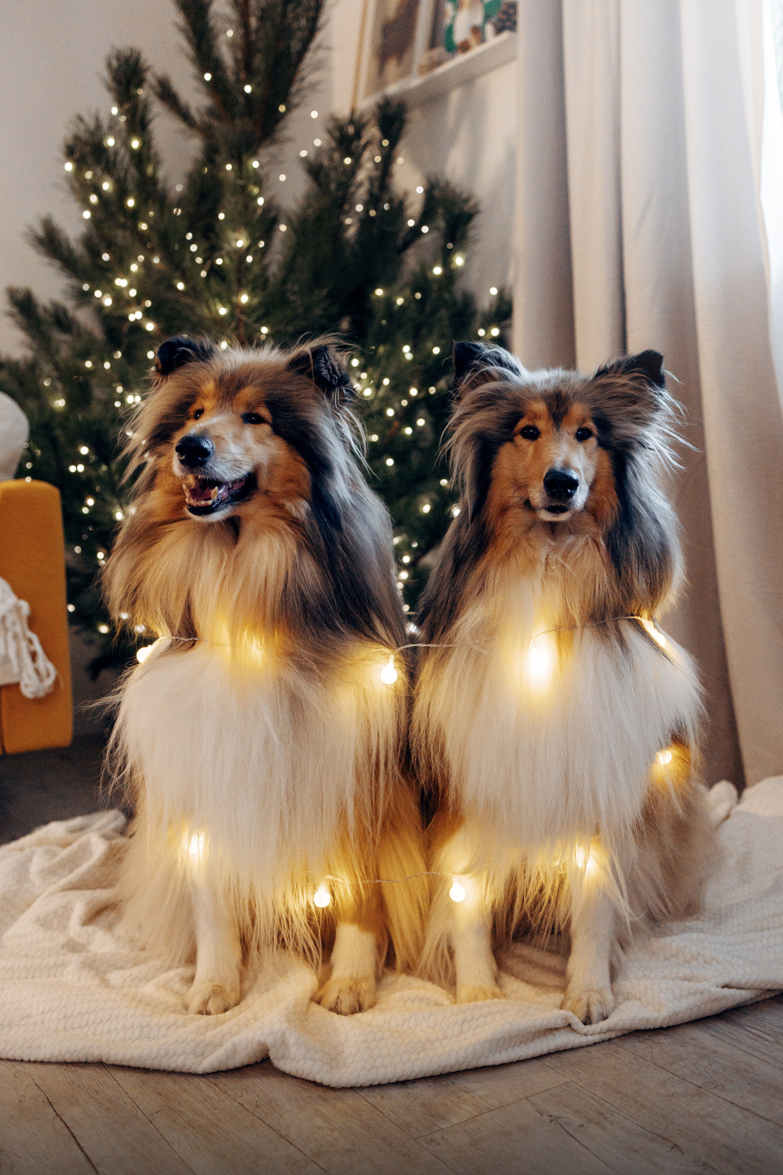 Юлиана, Элли и Райан. YULA KOLESOVA | Фотограф — Анималист | Художник | Тюмень