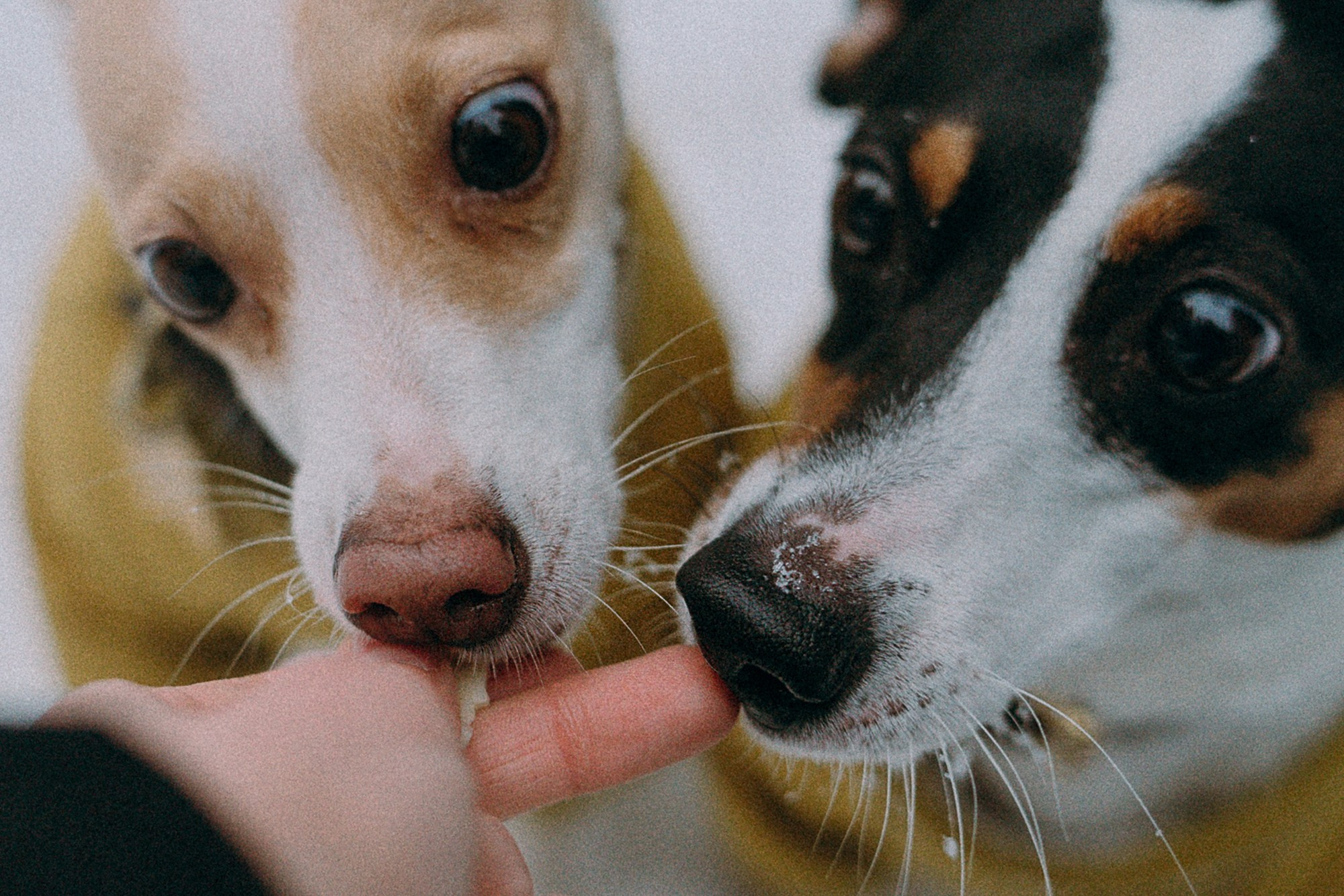 Алина, Ваниль и Элис. Фотограф анималист в Москве и Санкт-Петербурге Свиридова Анна