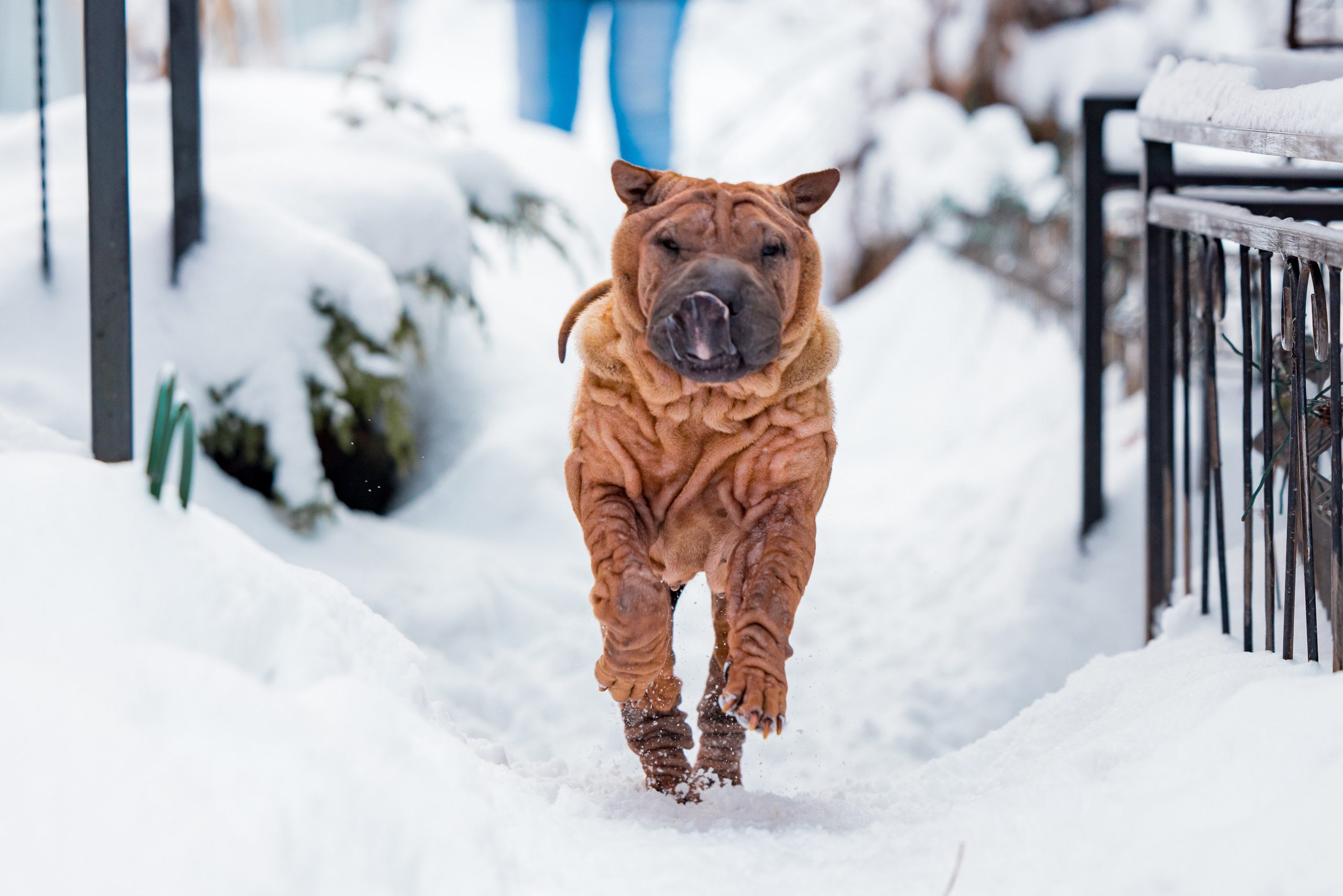 В гостях у шарпеев 16.01.2024. Фотограф-анималист Юлия Германика