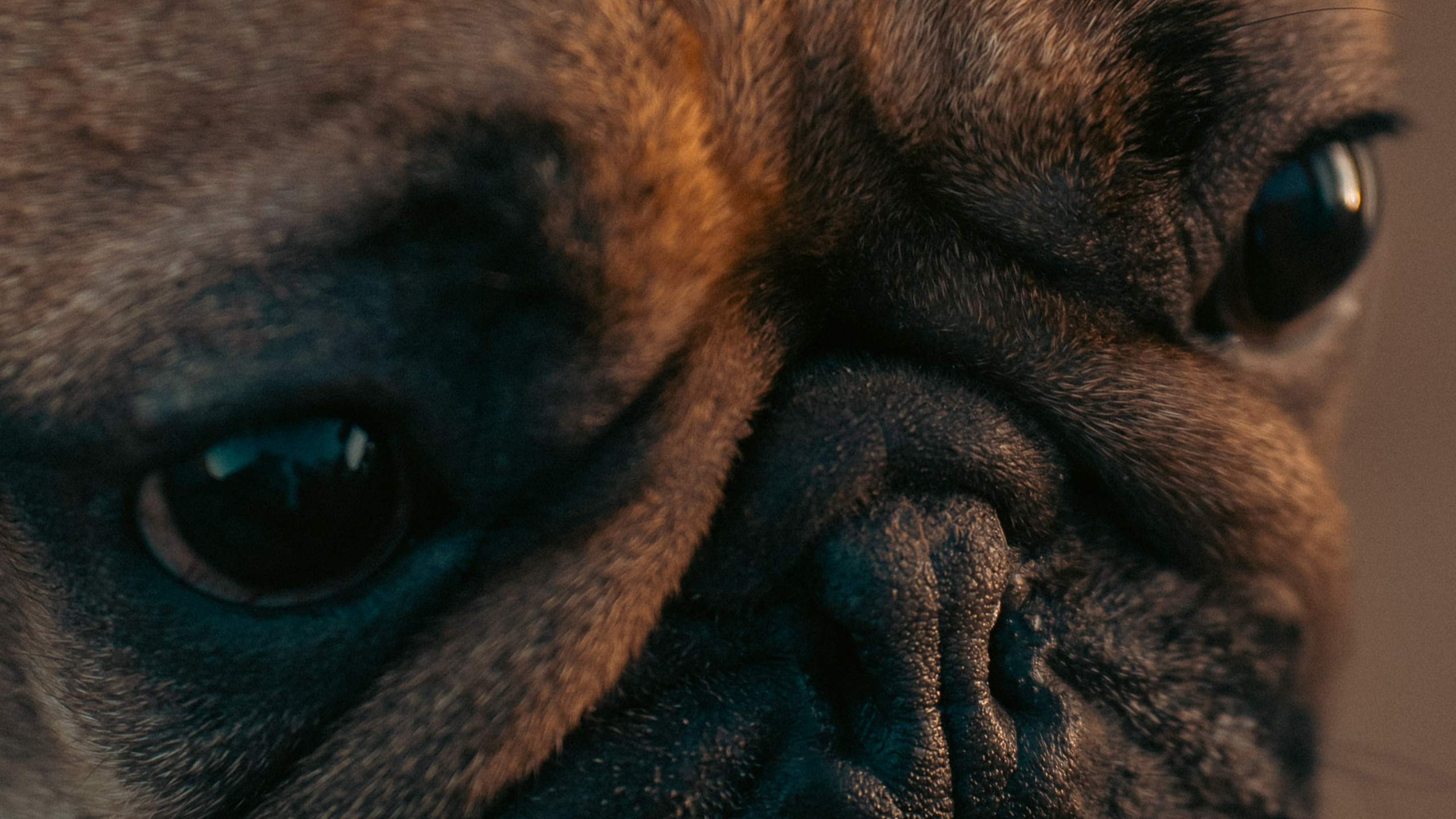 Анастасия и Бенц. Фотограф анималист в Москве и Санкт-Петербурге Свиридова Анна