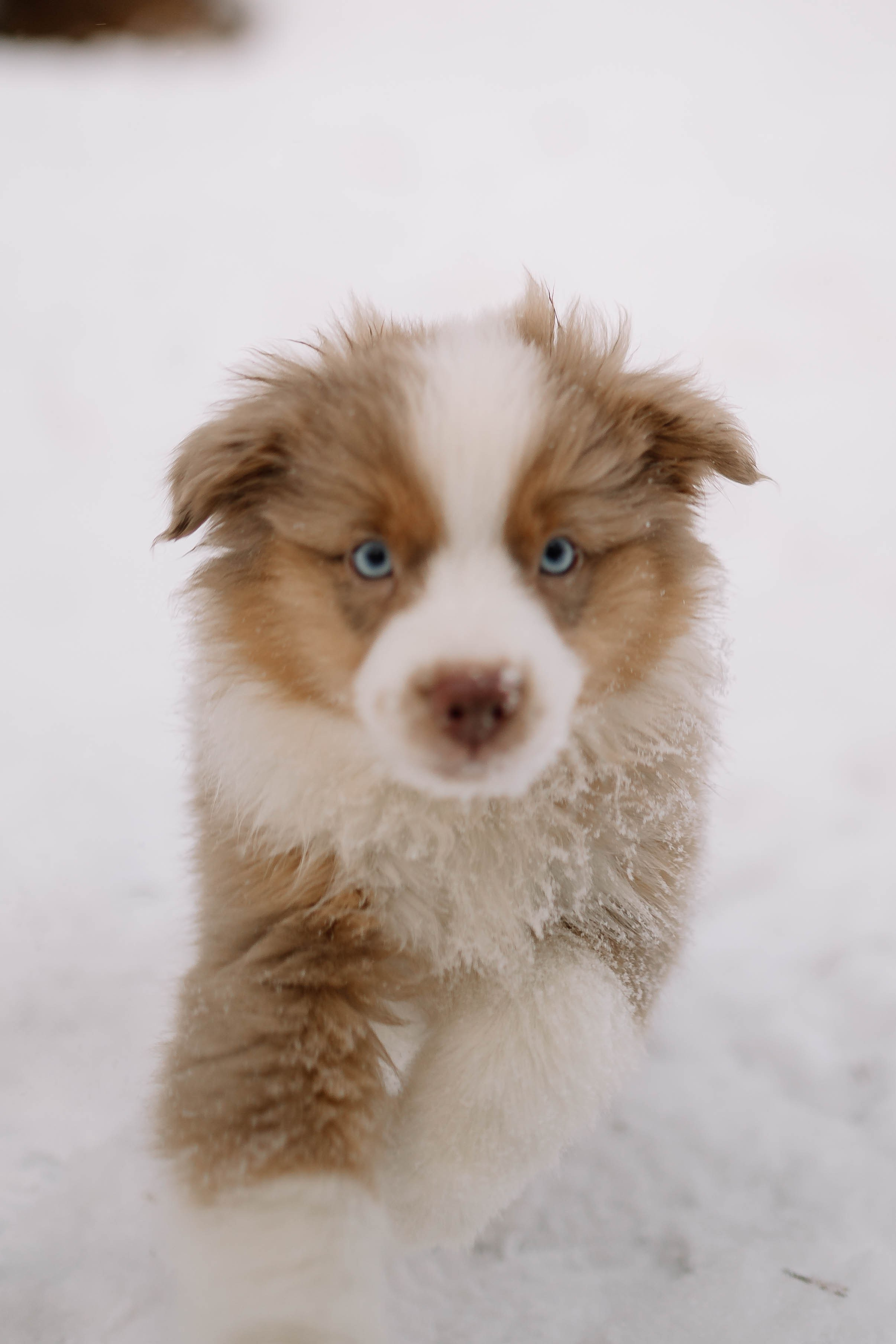 Щенки Миниатюрной американской овчарки. Прогулка в лесу. Фотограф Александра Кузнецова