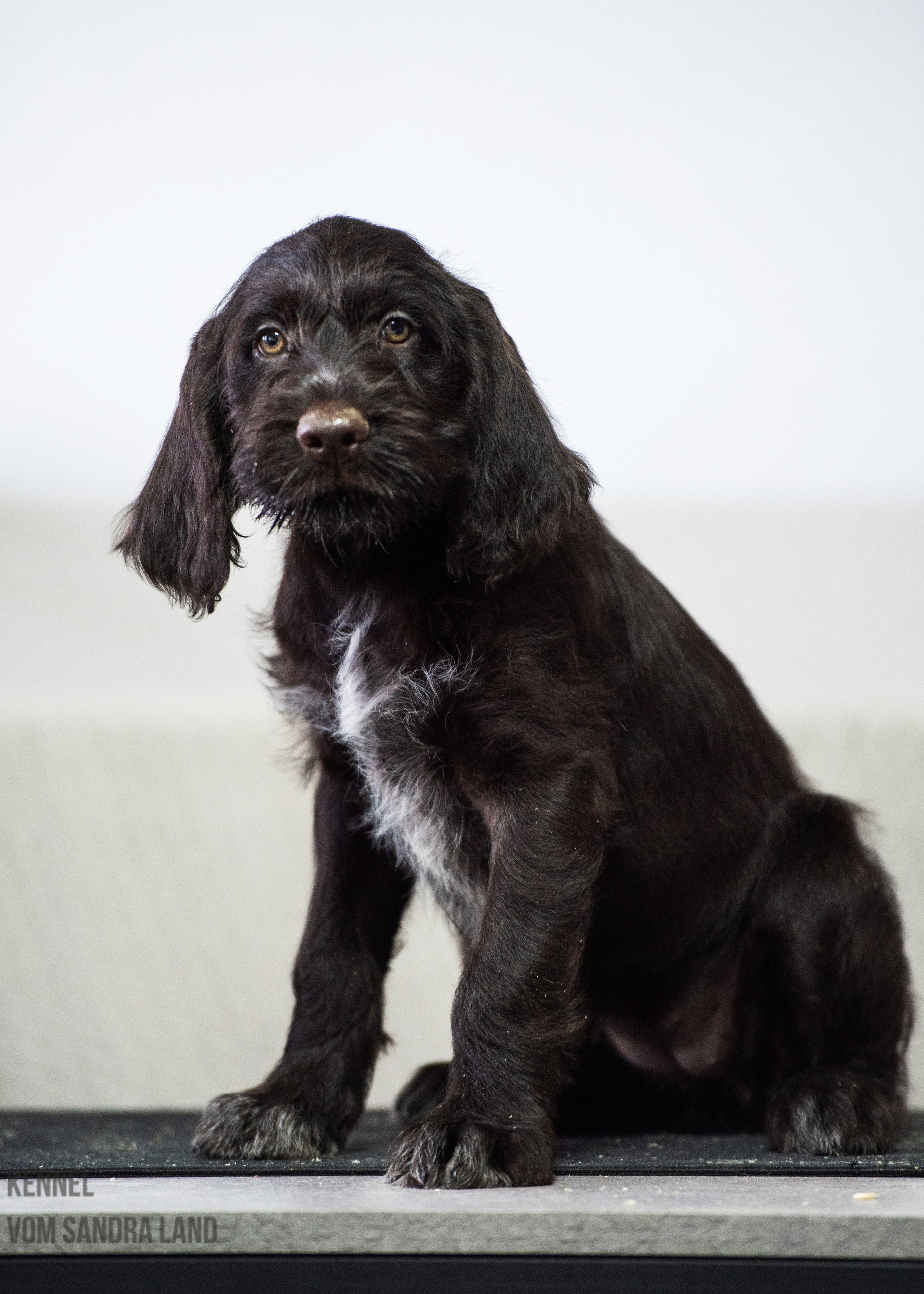 Валькирия вом Сандра Лэнд, Valkiriya vom Sandra Land