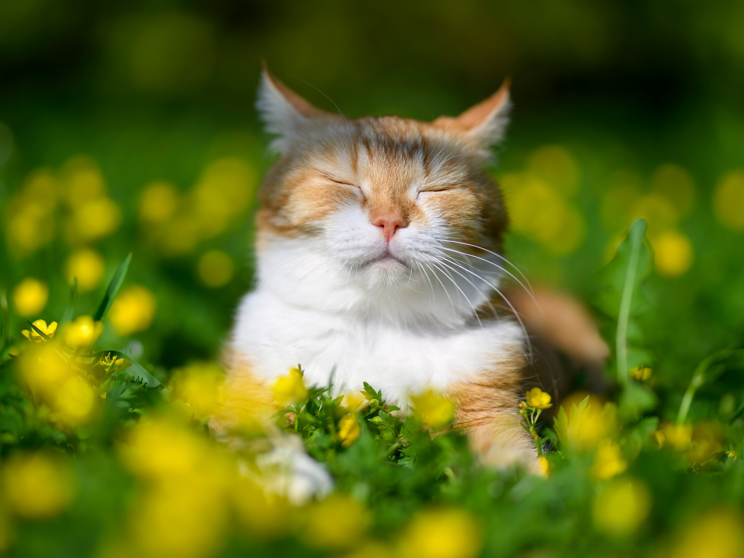 Рыжий!. Wildlife photography by Sergey Puponin