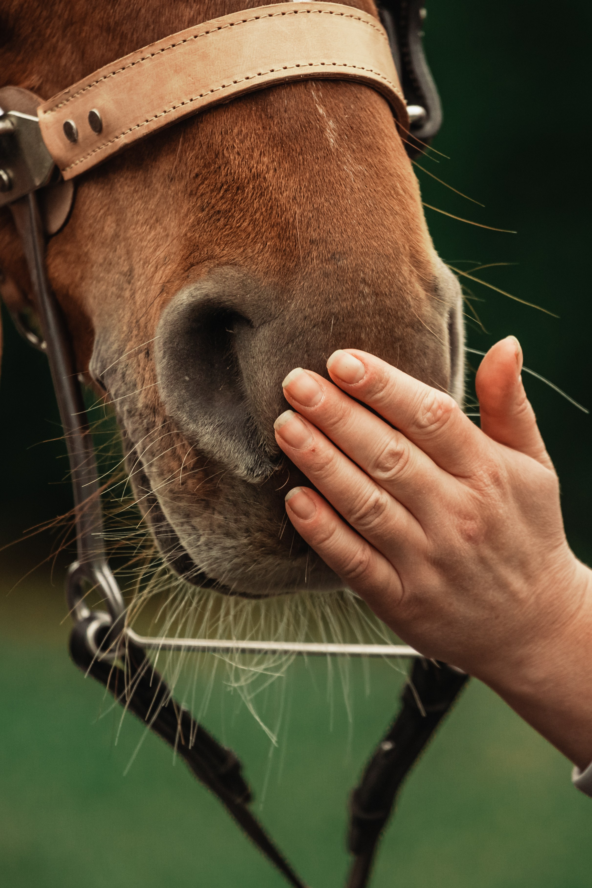 Лена и Рэджи. Фотограф-анималист Татьяна Степанова