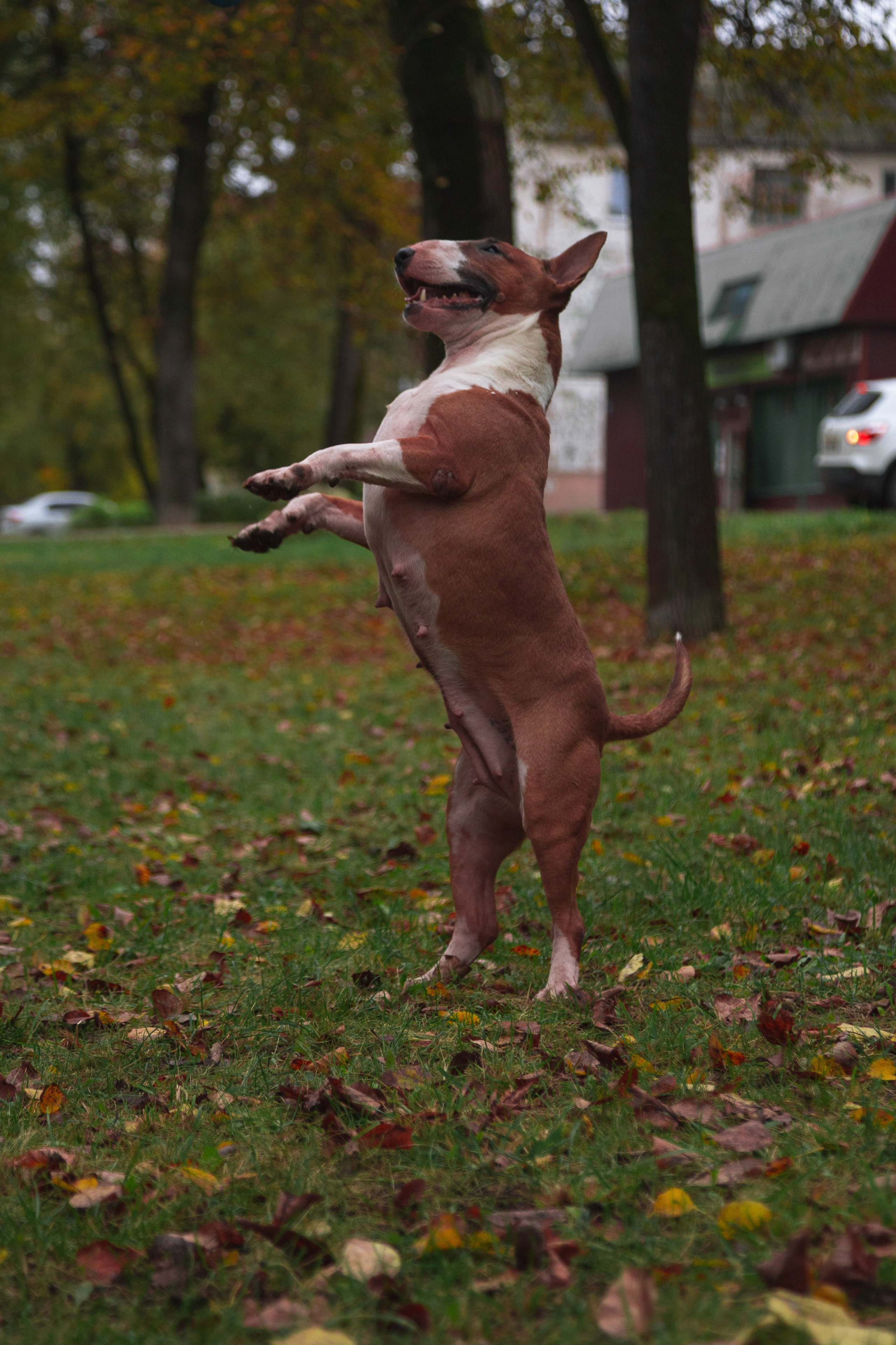 Съемка питомцев. ГЛАЗА РАЗБЕГАЮТСЯ