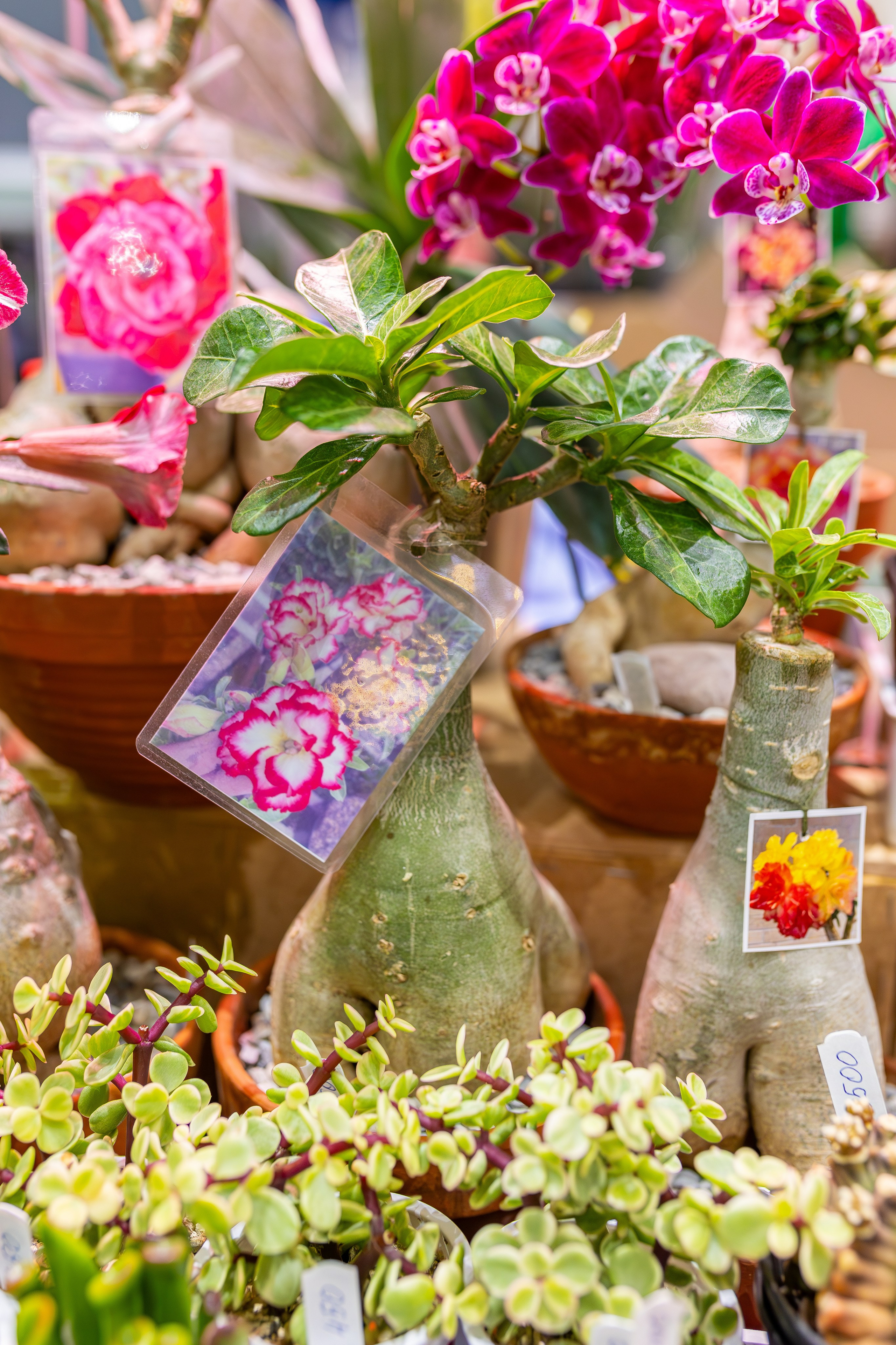 Орхидиум 12.2025. Александра Куликова фотограф, Москва