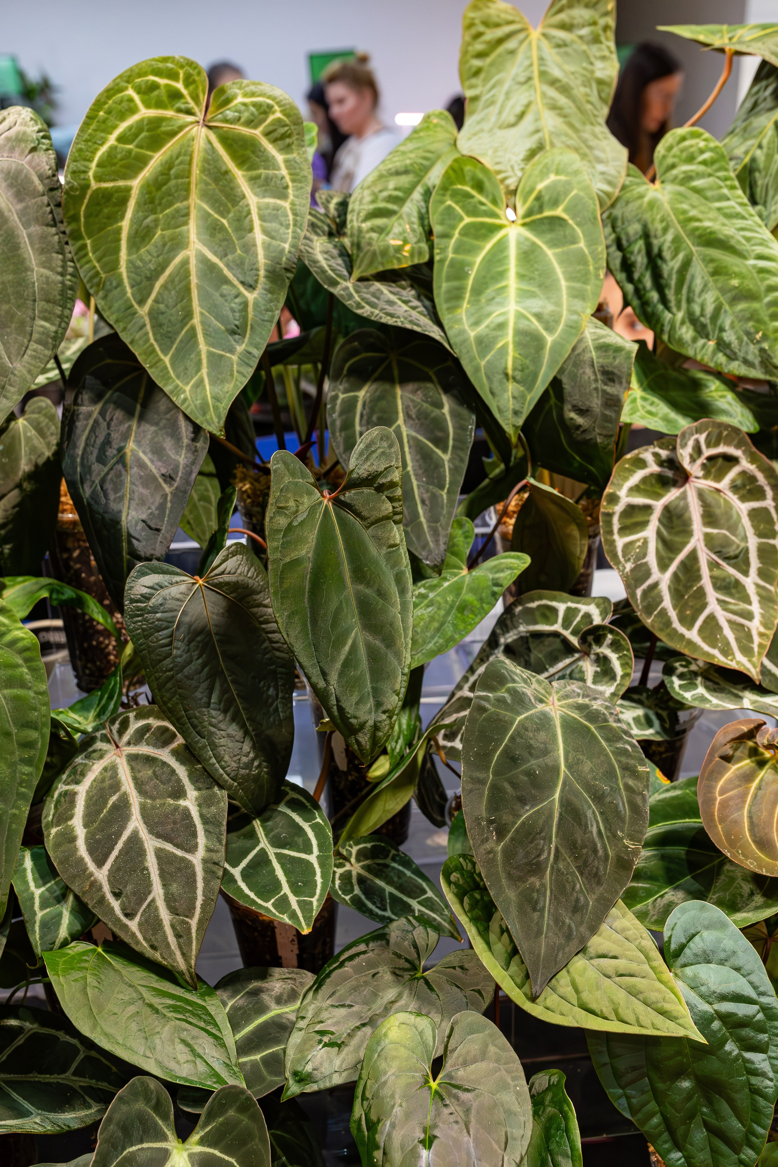 Монстериум апрель 2026. Александра Куликова фотограф, Москва