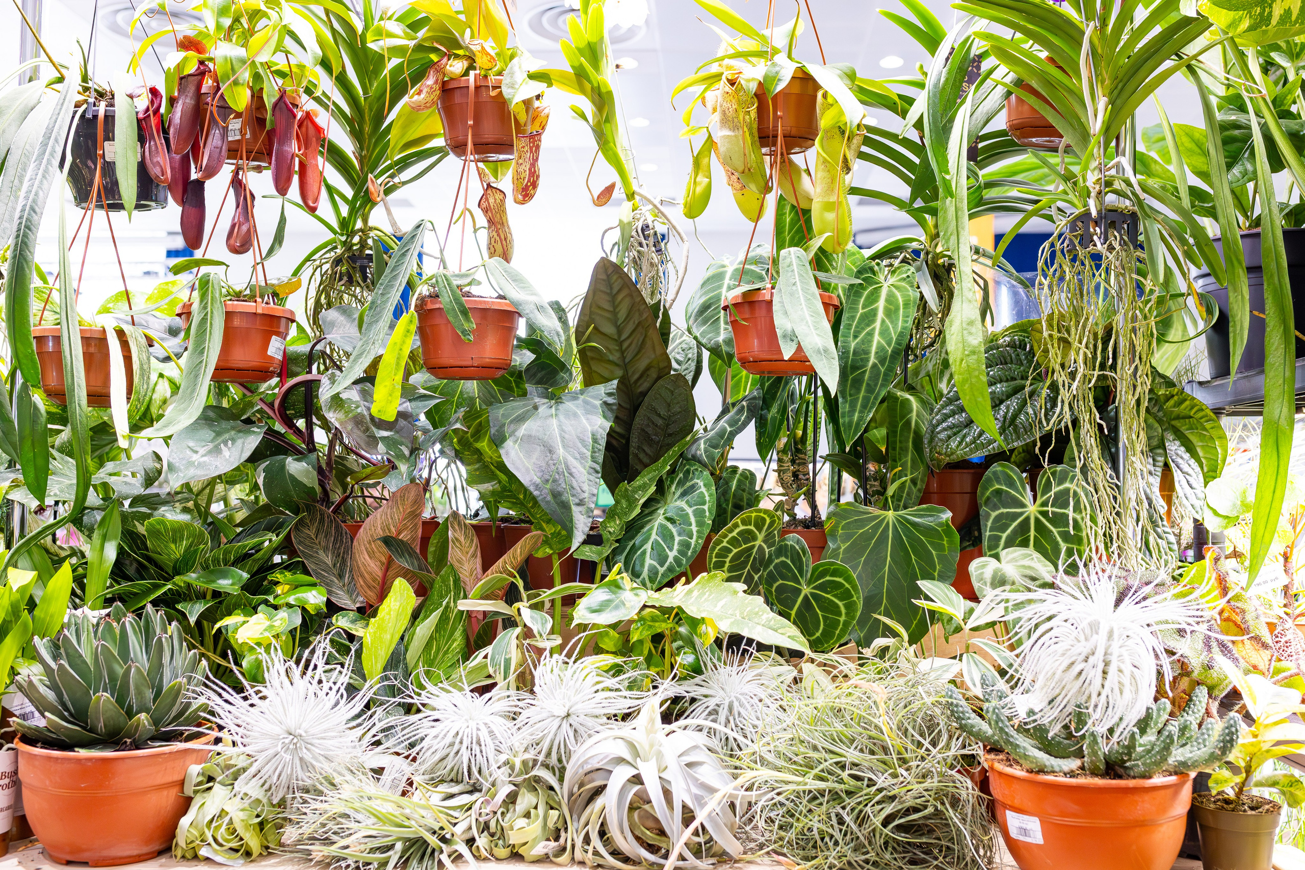 Орхидиум сентябрь 2025. Александра Куликова фотограф, Москва