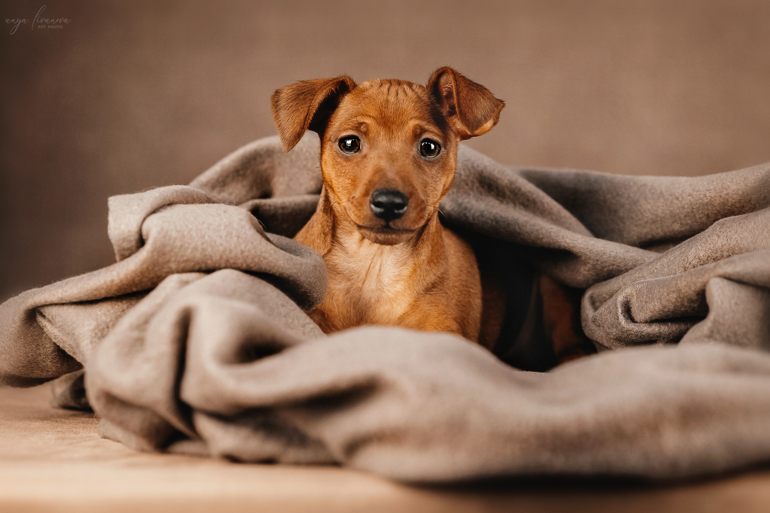 Пинчеры в мимозе. Фотограф анималист Аня Ливанова | Рыбинск
