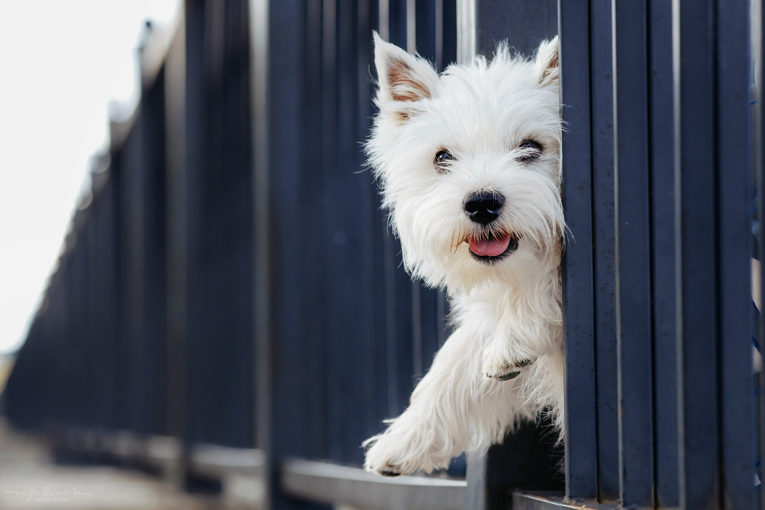 Полина — Артём и Тофу. Фотограф анималист Аня Ливанова | Рыбинск