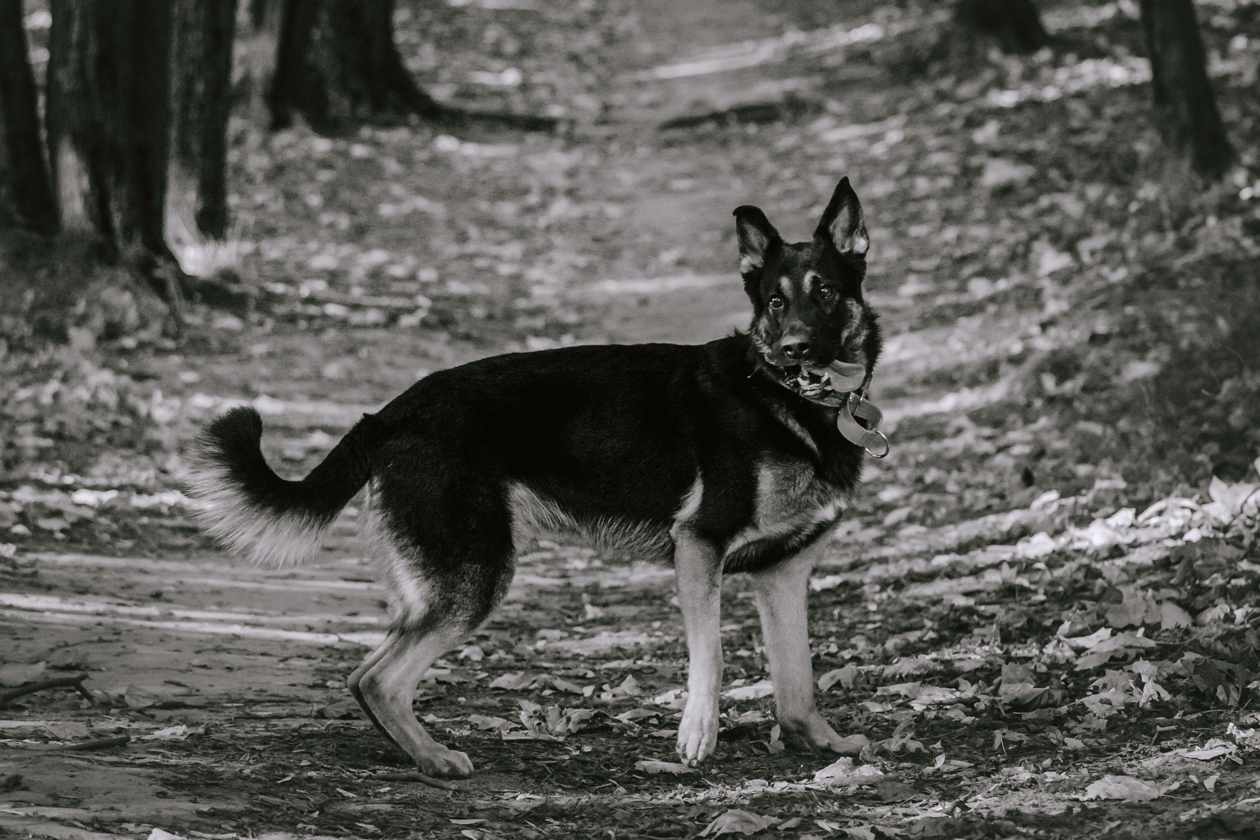 Илай. Фотограф-анималист Татьяна Степанова