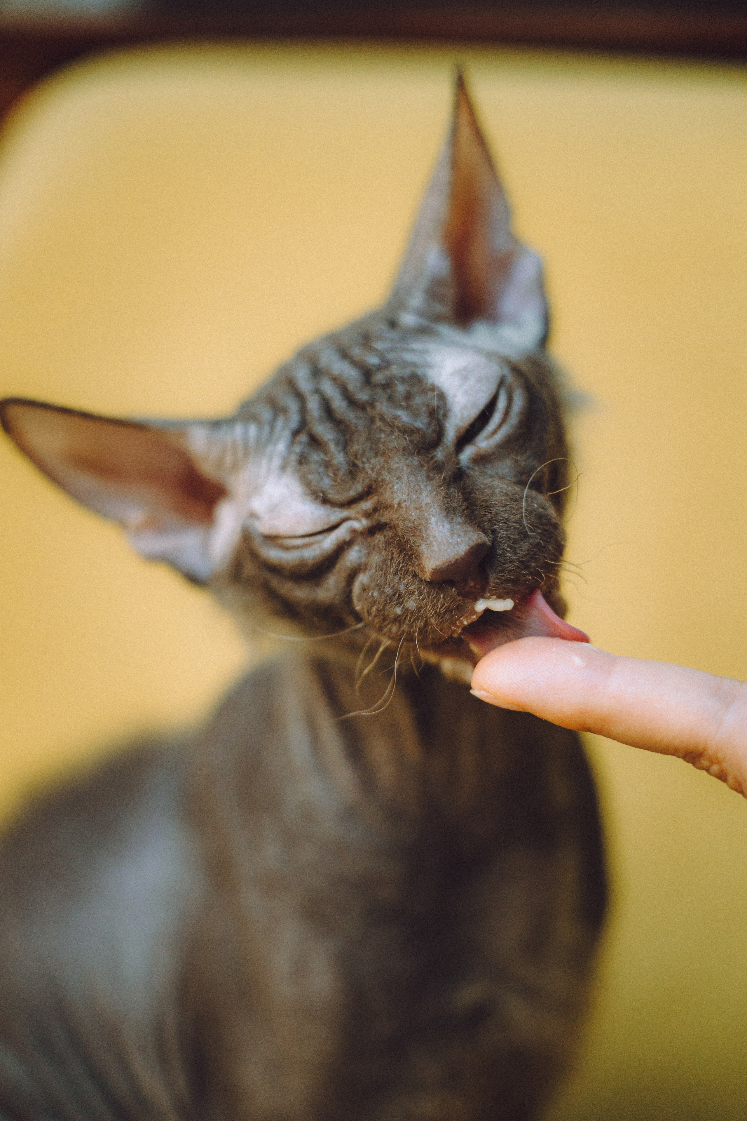 Кокос, Света, Динара и Вилли