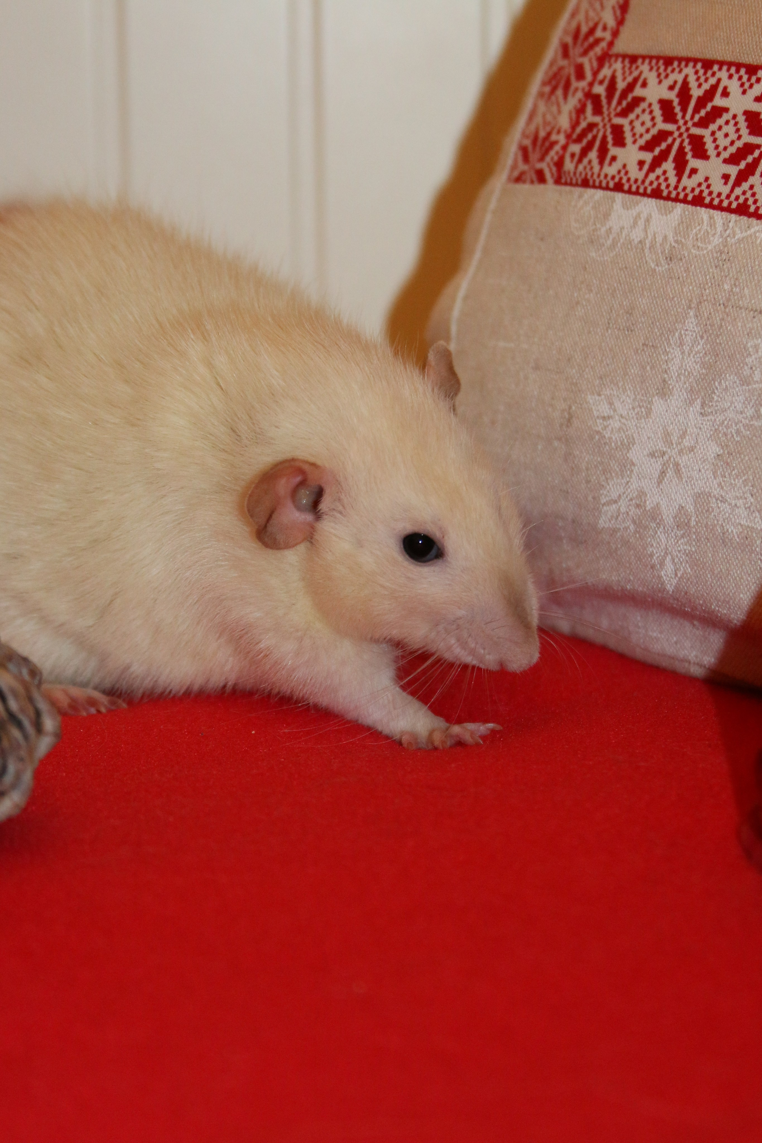 Съемка с питомцем