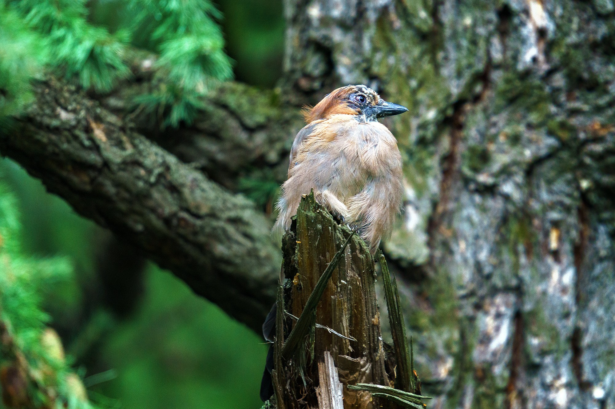 Удивительные мир птиц. Вокруг нас столько прекрасного — присмотритесь!. Ваш личный фотограф Марина Волкова