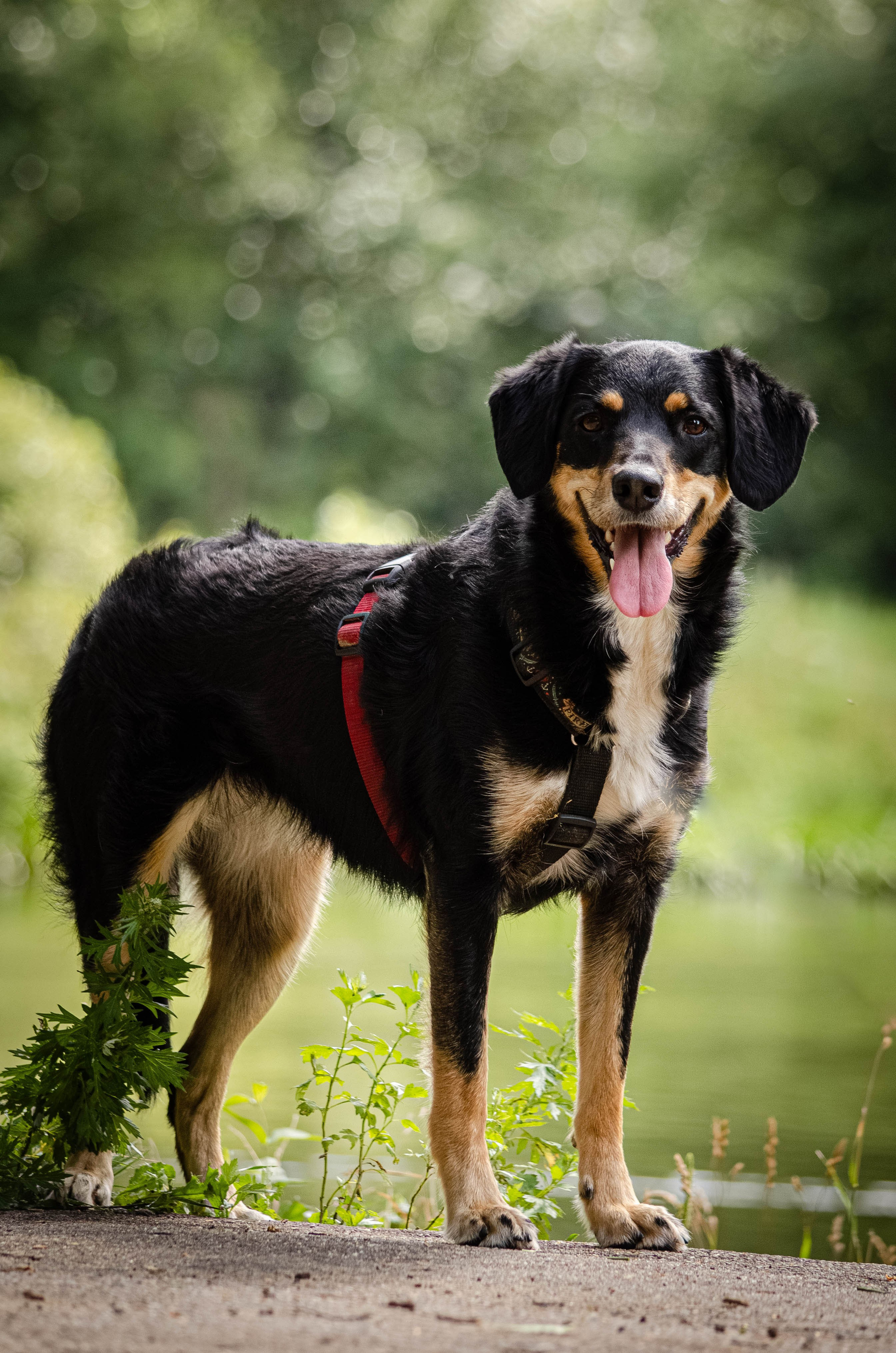 Том и Тося. Фотограф Светлана Блинова, Москва и Московская область