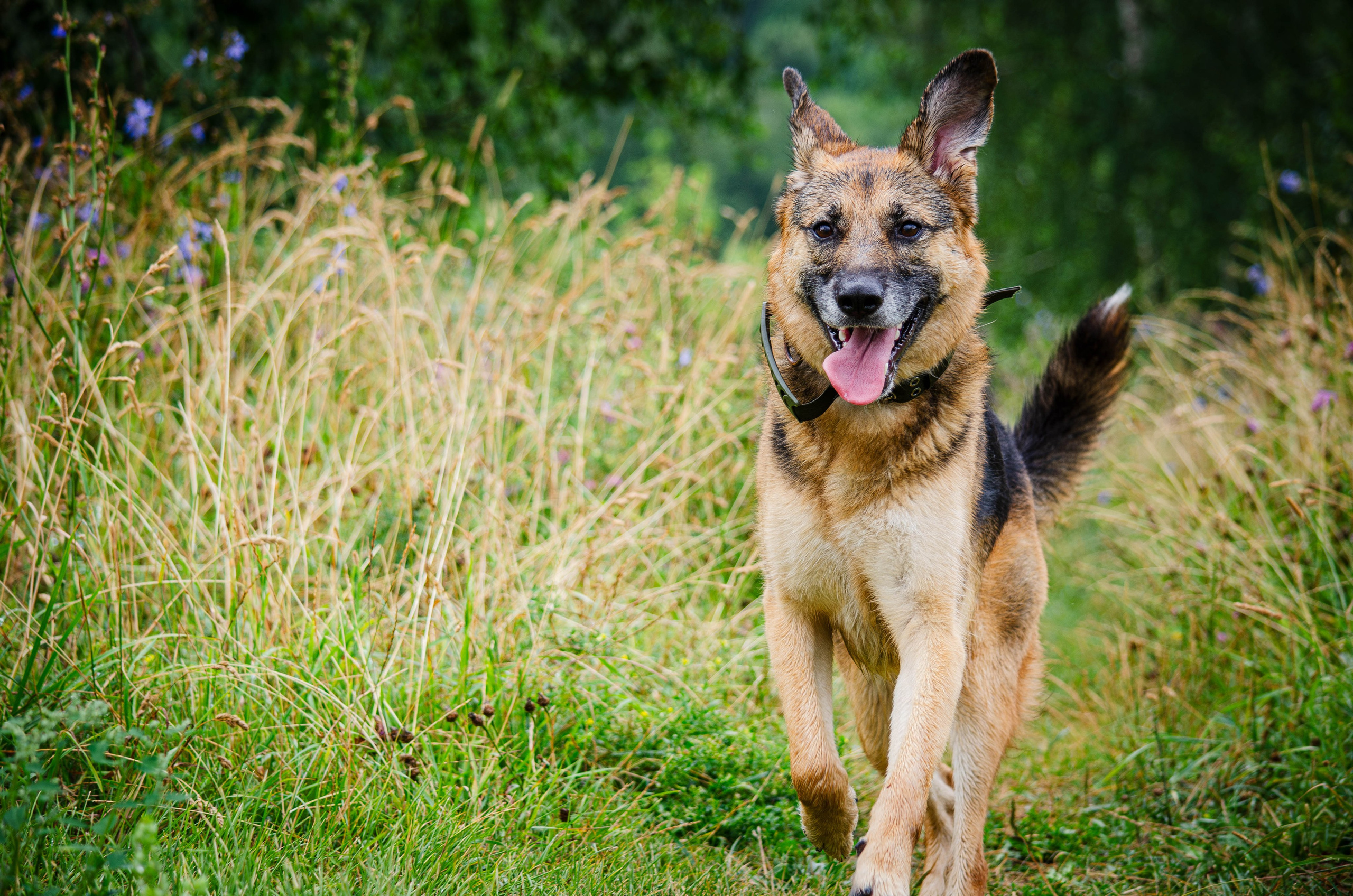 Арья и Оззи. Фотограф Светлана Блинова, Москва и Московская область