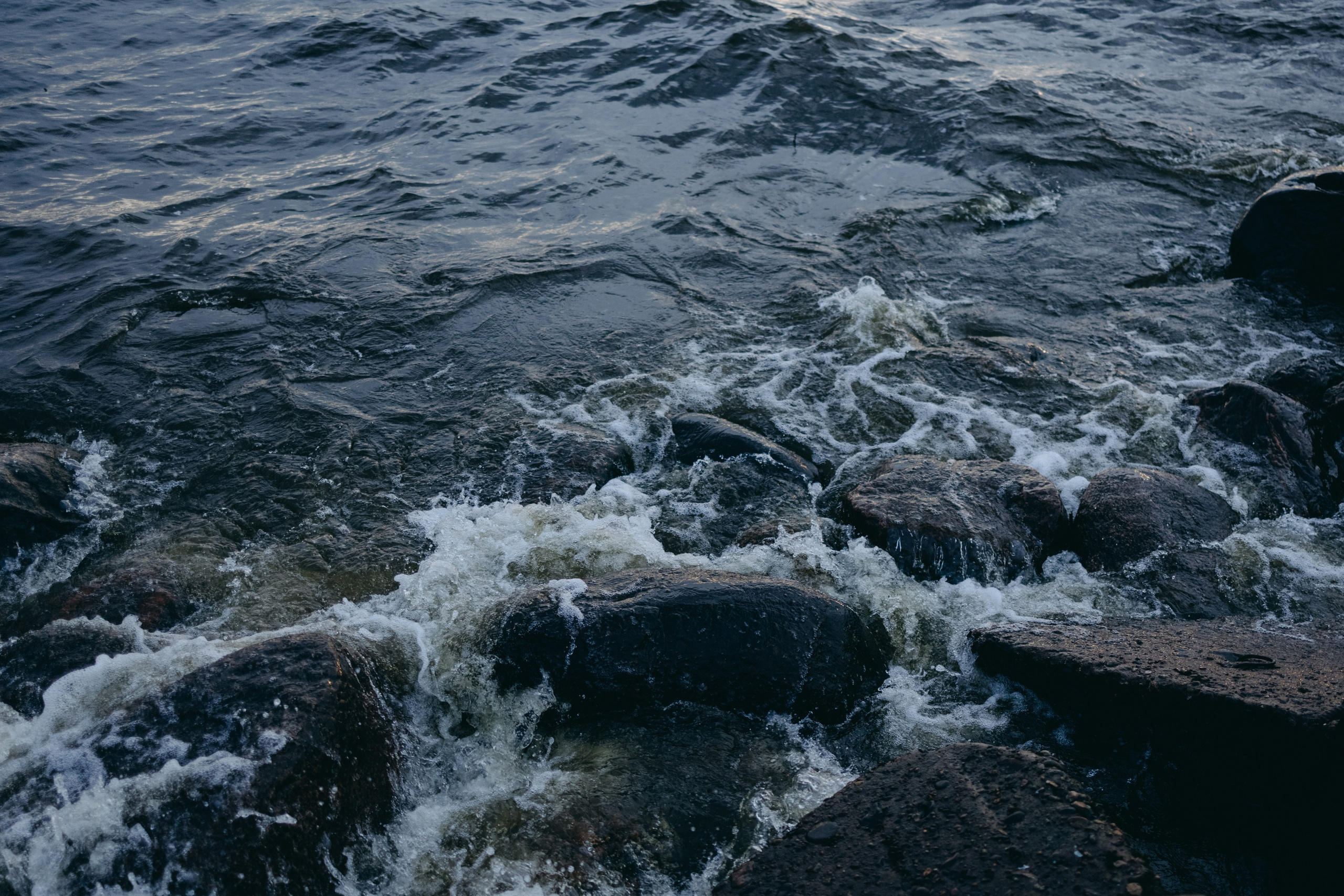 Лотти и ее семья. Фотограф — Анималист | Санкт-Петербург