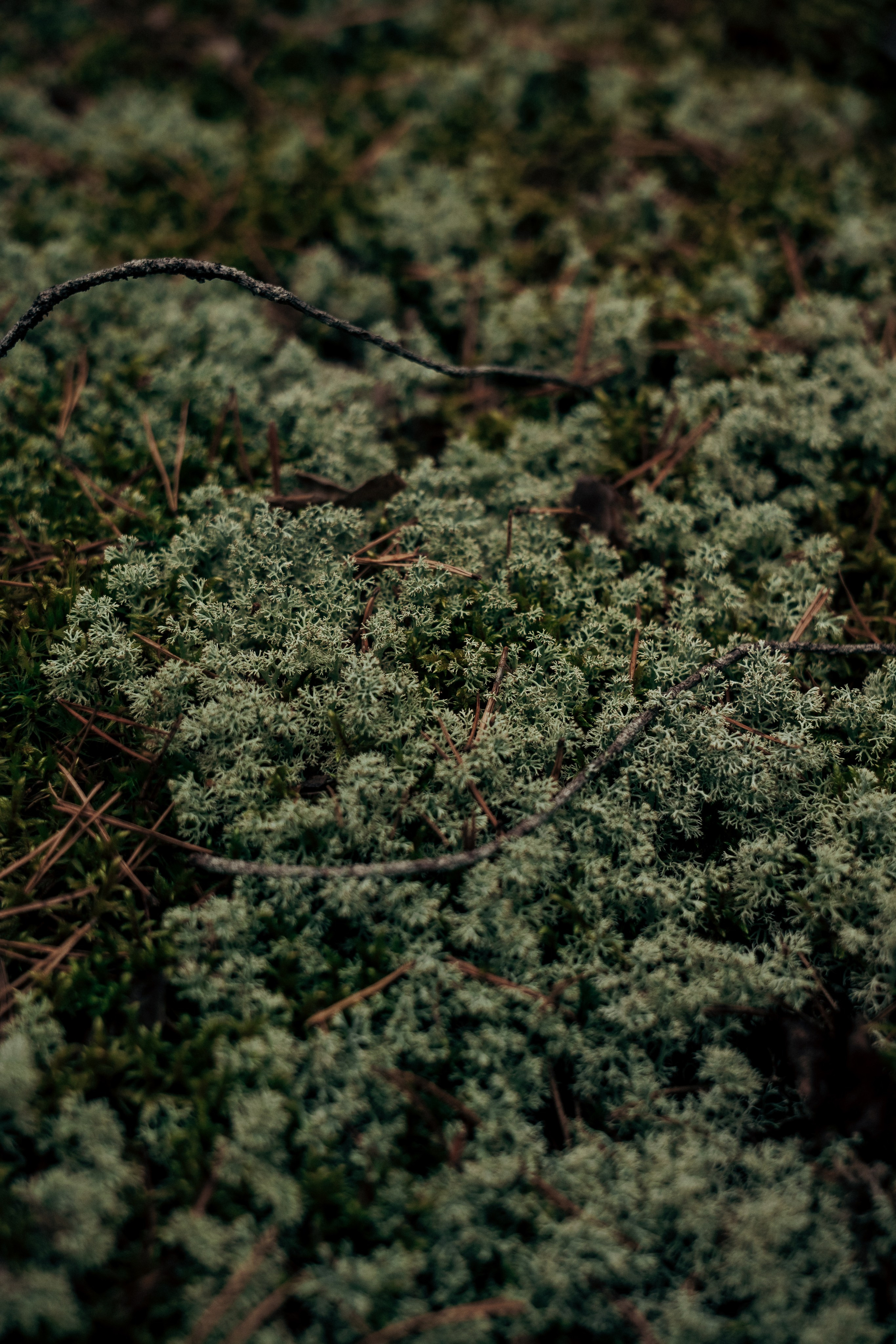 Фотосессия в лесу. Профессиональный фотограф в Санкт-Петербурге Александр Волосенцев