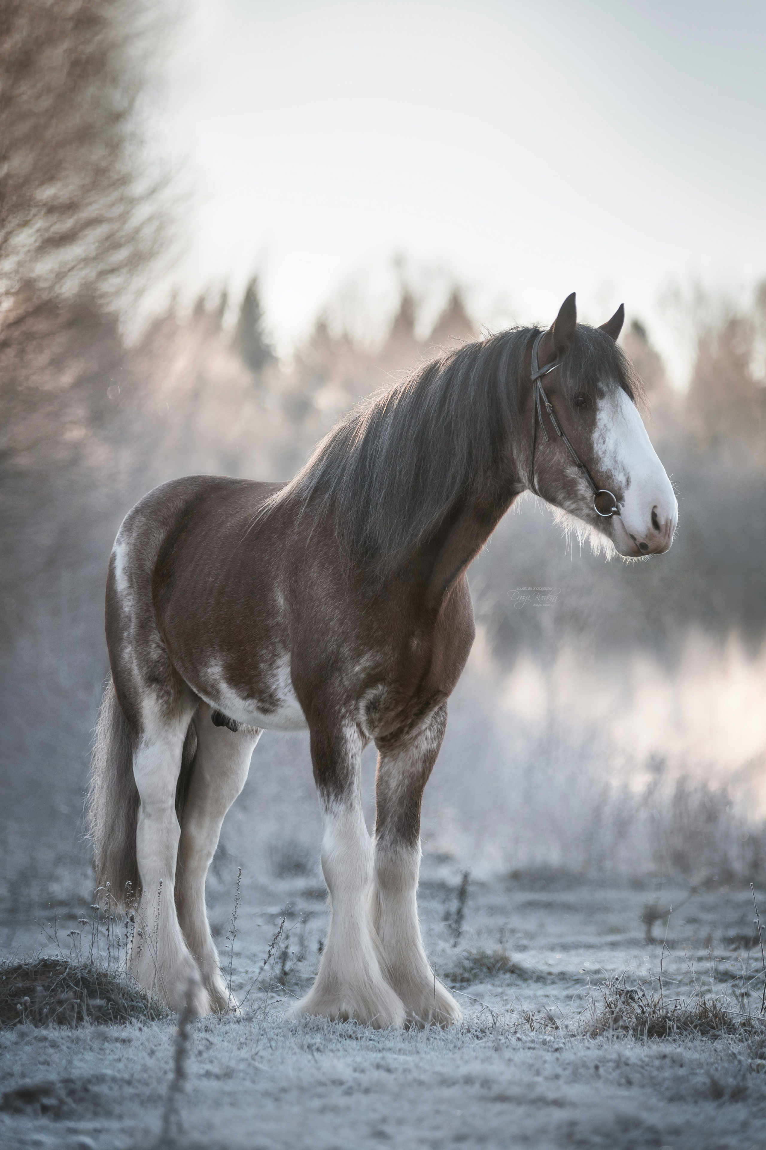 Komardins. Конный фотограф Куракина Дарья • Фотосессии с лошадьми