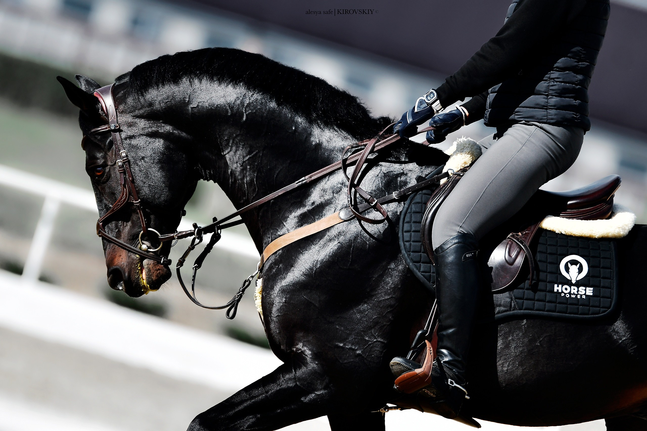 Кировский конный завод. Конный фотограф Alesya Safe