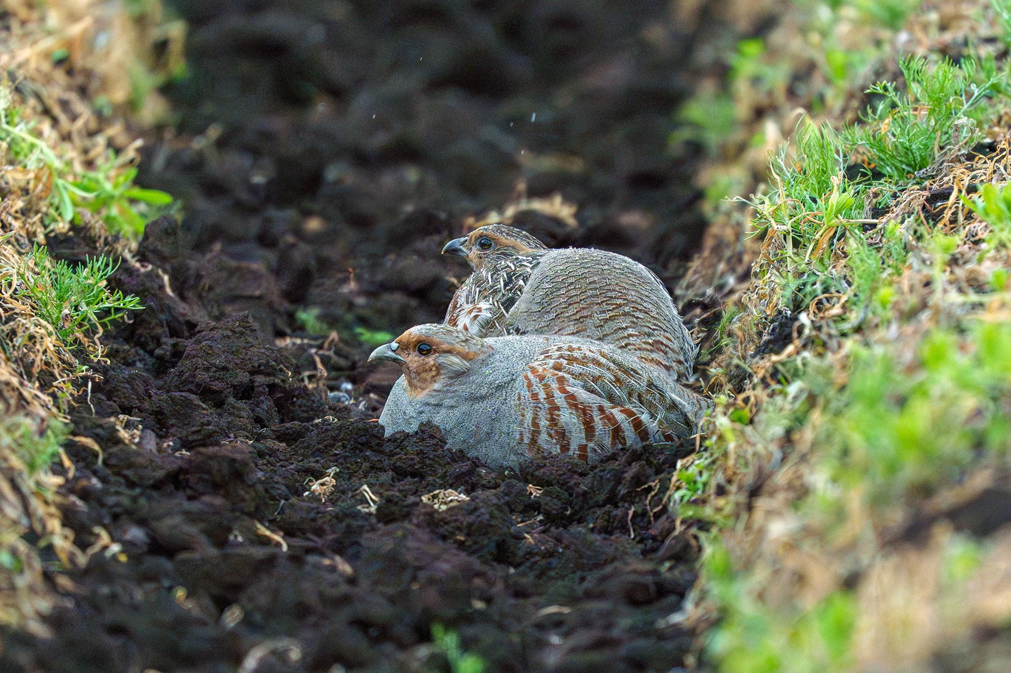 Удивительные мир птиц. Вокруг нас столько прекрасного — присмотритесь!. Ваш личный фотограф Марина Волкова