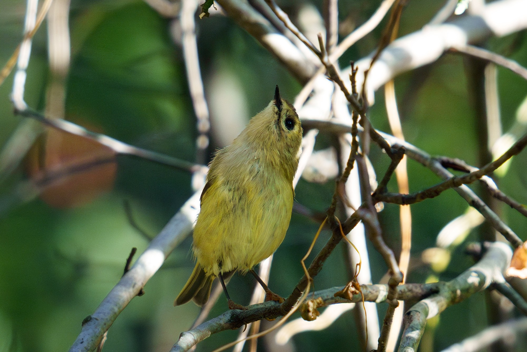 Удивительные мир птиц. Вокруг нас столько прекрасного — присмотритесь!. Ваш личный фотограф Марина Волкова