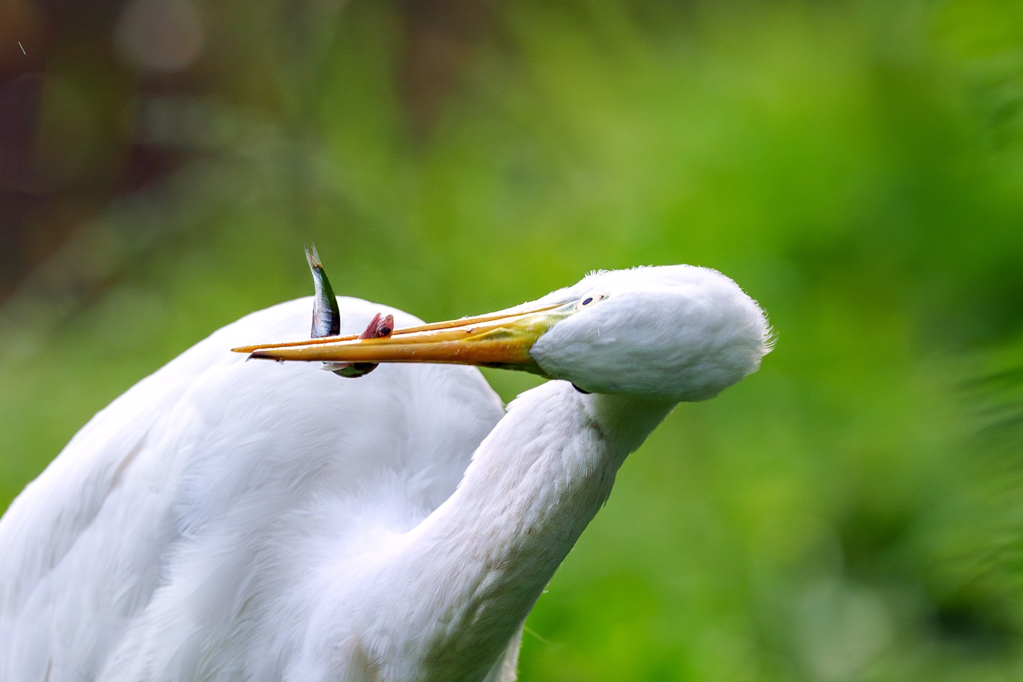 Удивительные мир птиц. Вокруг нас столько прекрасного — присмотритесь!. Ваш личный фотограф Марина Волкова
