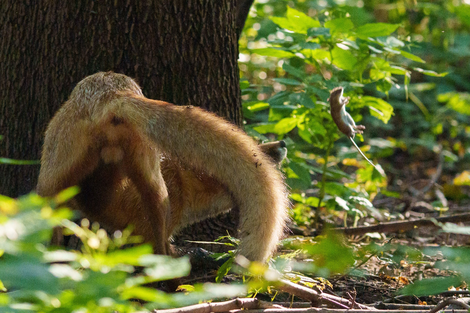 Животные. Ваш личный фотограф Марина Волкова
