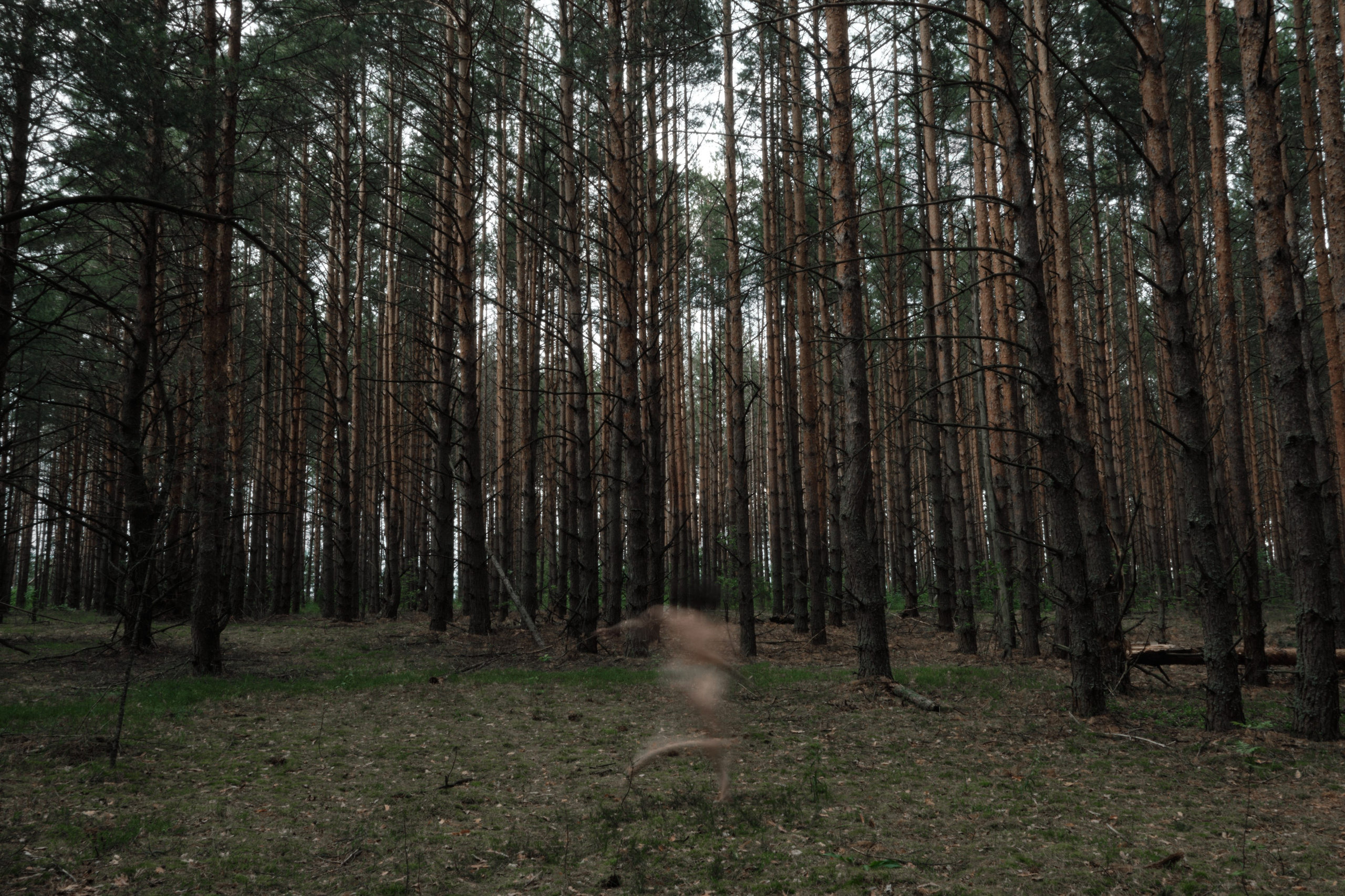 Я приношу к себе лес я себя приношу в лес. Алиса Косарева