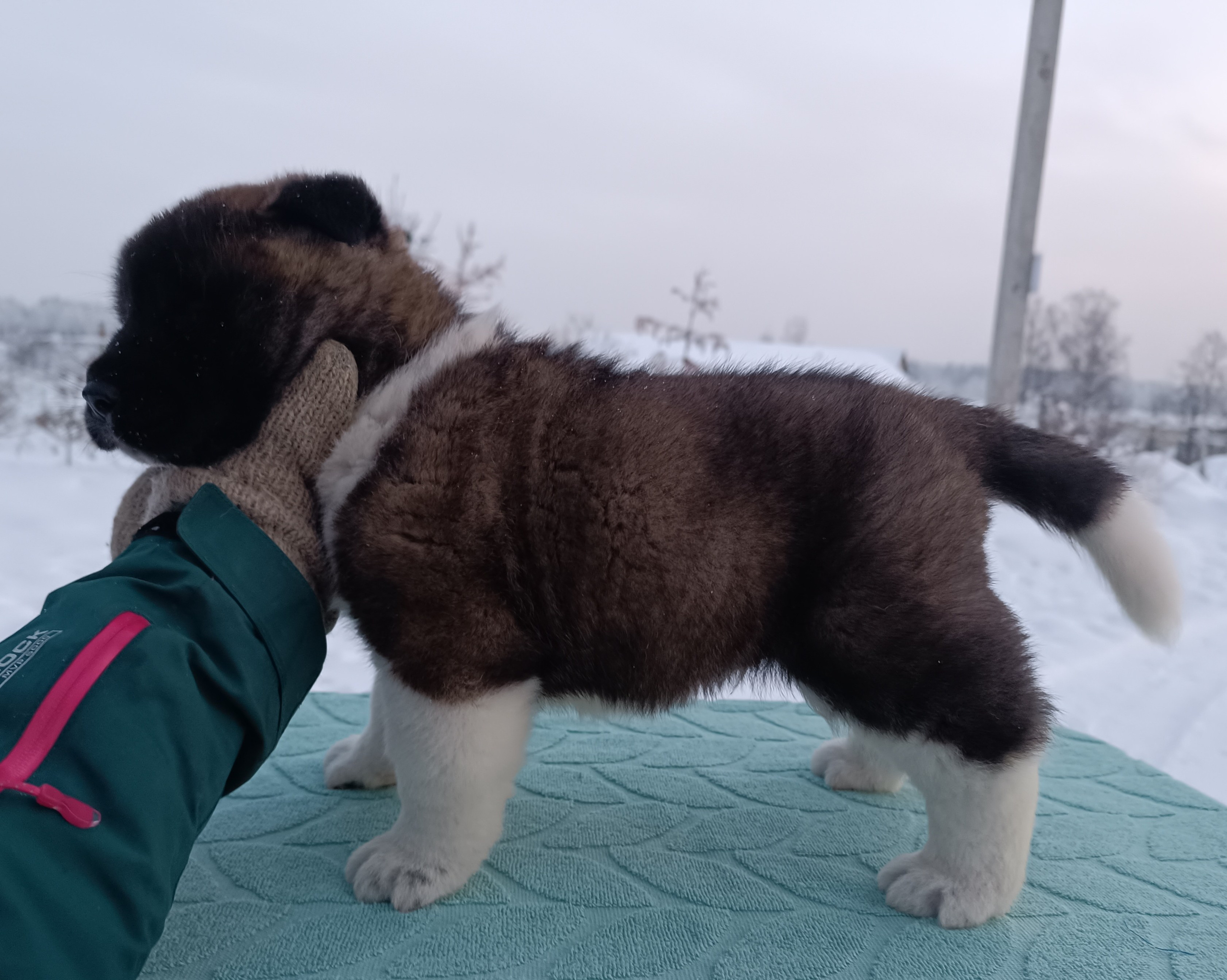 Американская акита  щенки питомник Санкт-Петербург клубные щенки Американская акита питомник RUBYLIGHT Рубилайт купить щенка американской акиты