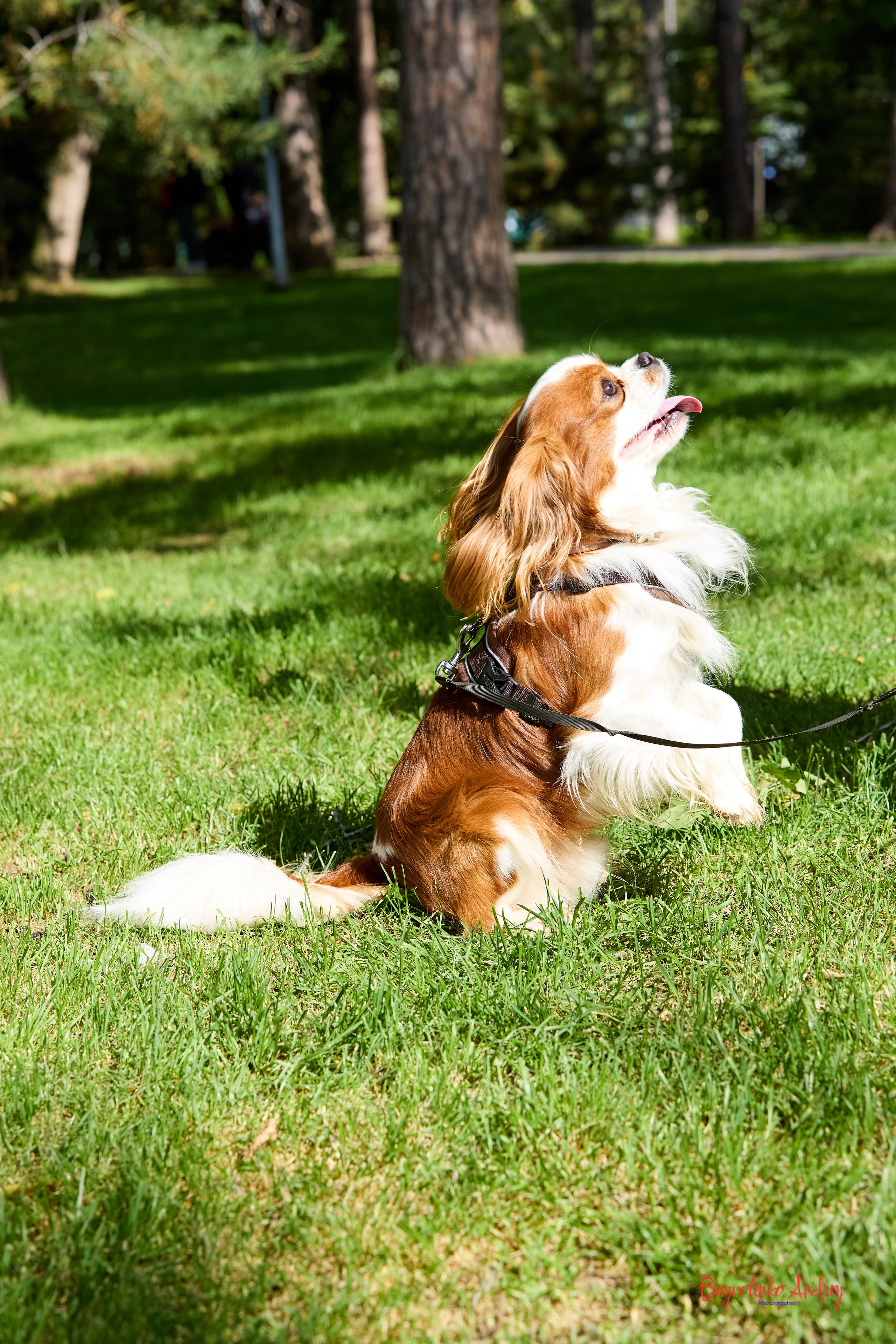 Фотопрогулка с кавалерами. Buyvolenko Andrey