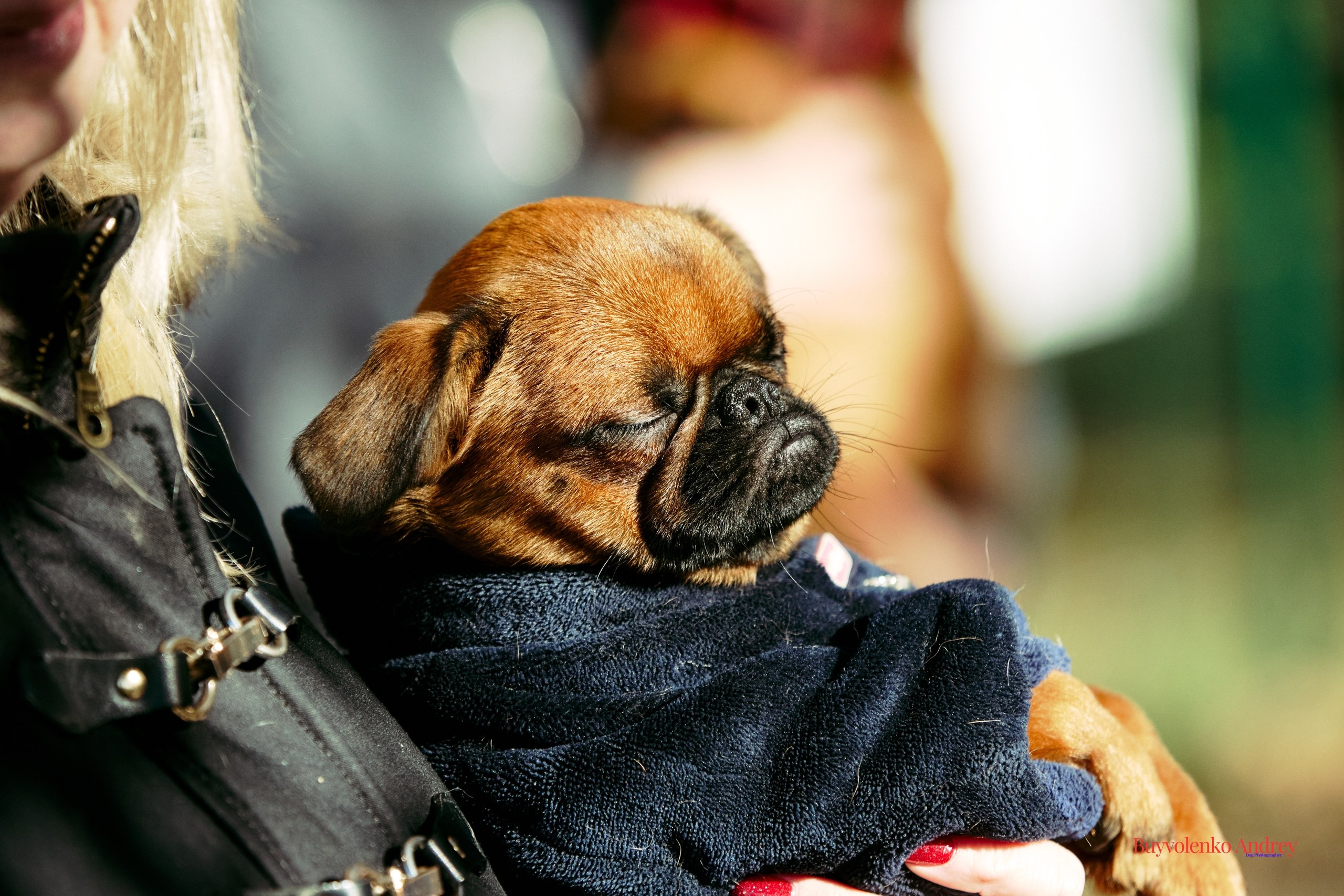 Брабогриффотусаекб. Buyvolenko Andrey