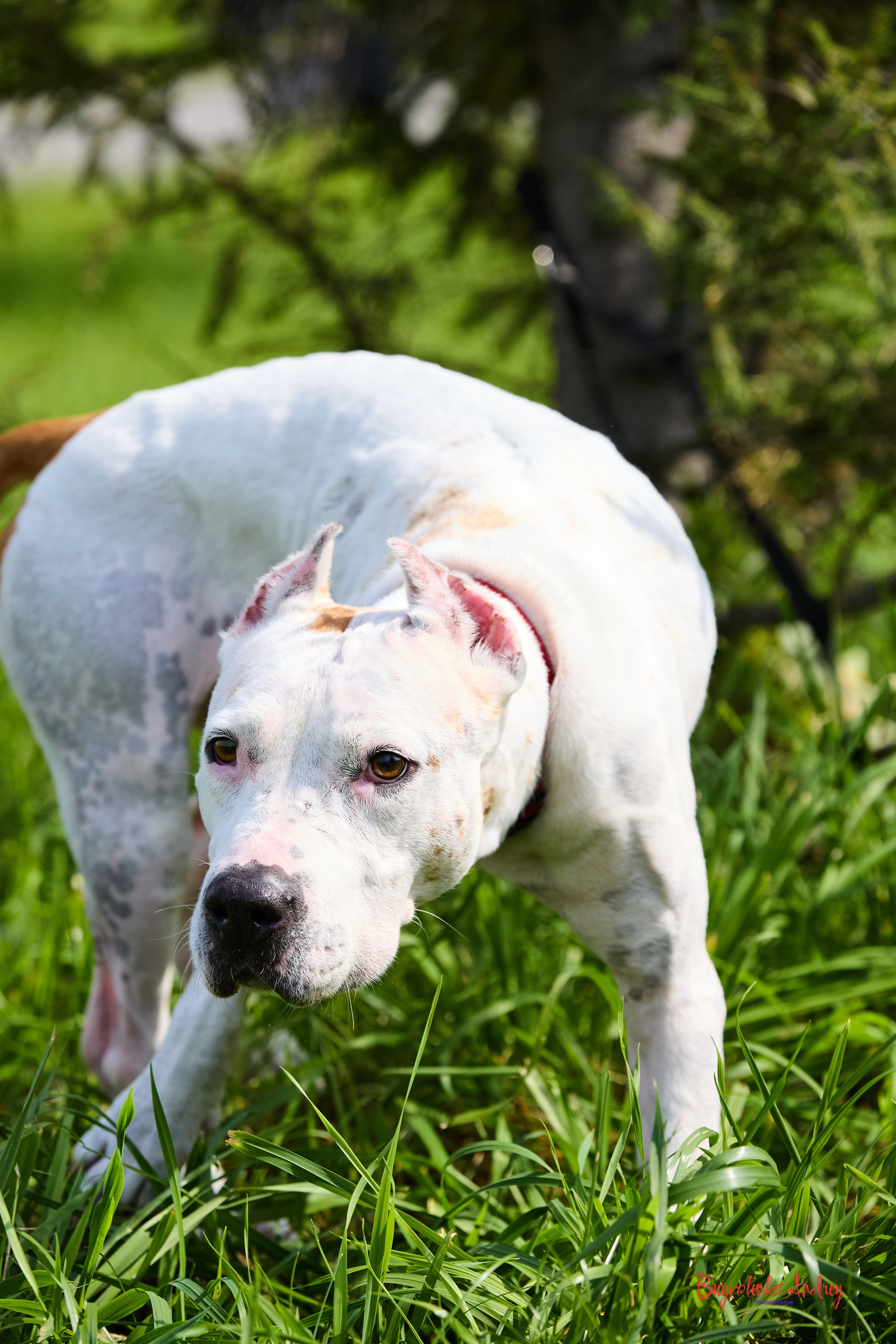 Проект фотопрогулка с хвостиком. Buyvolenko Andrey