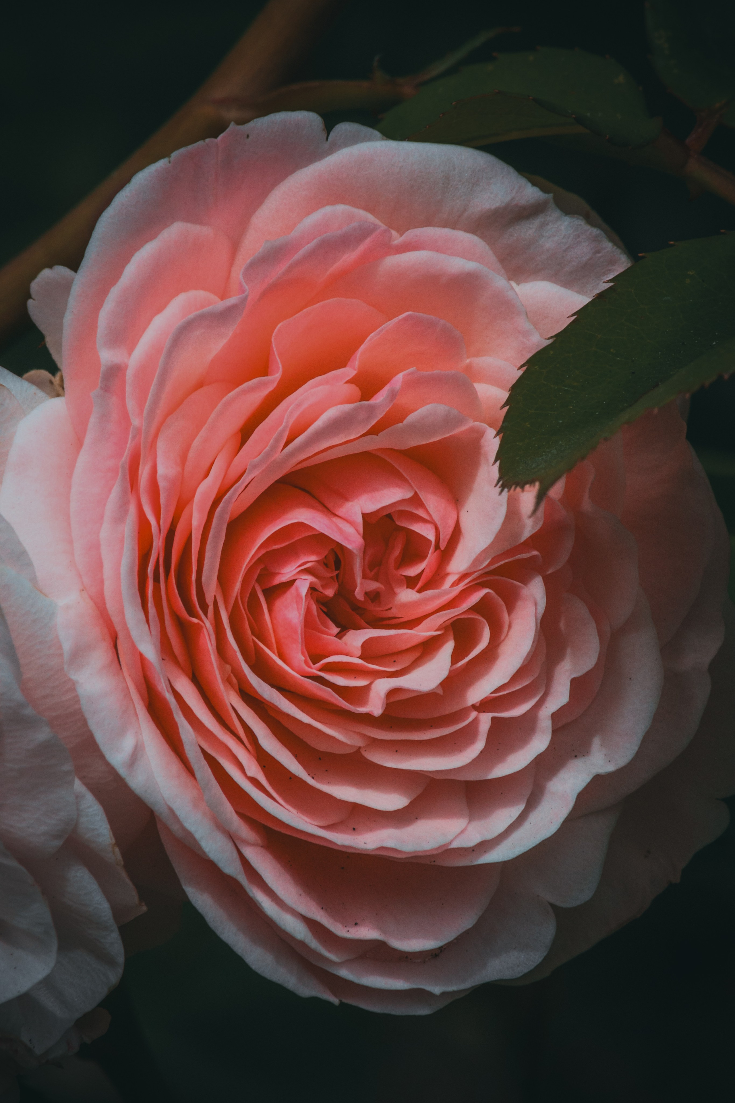 Р А С Т Е Н И Я. — Digital Noise —