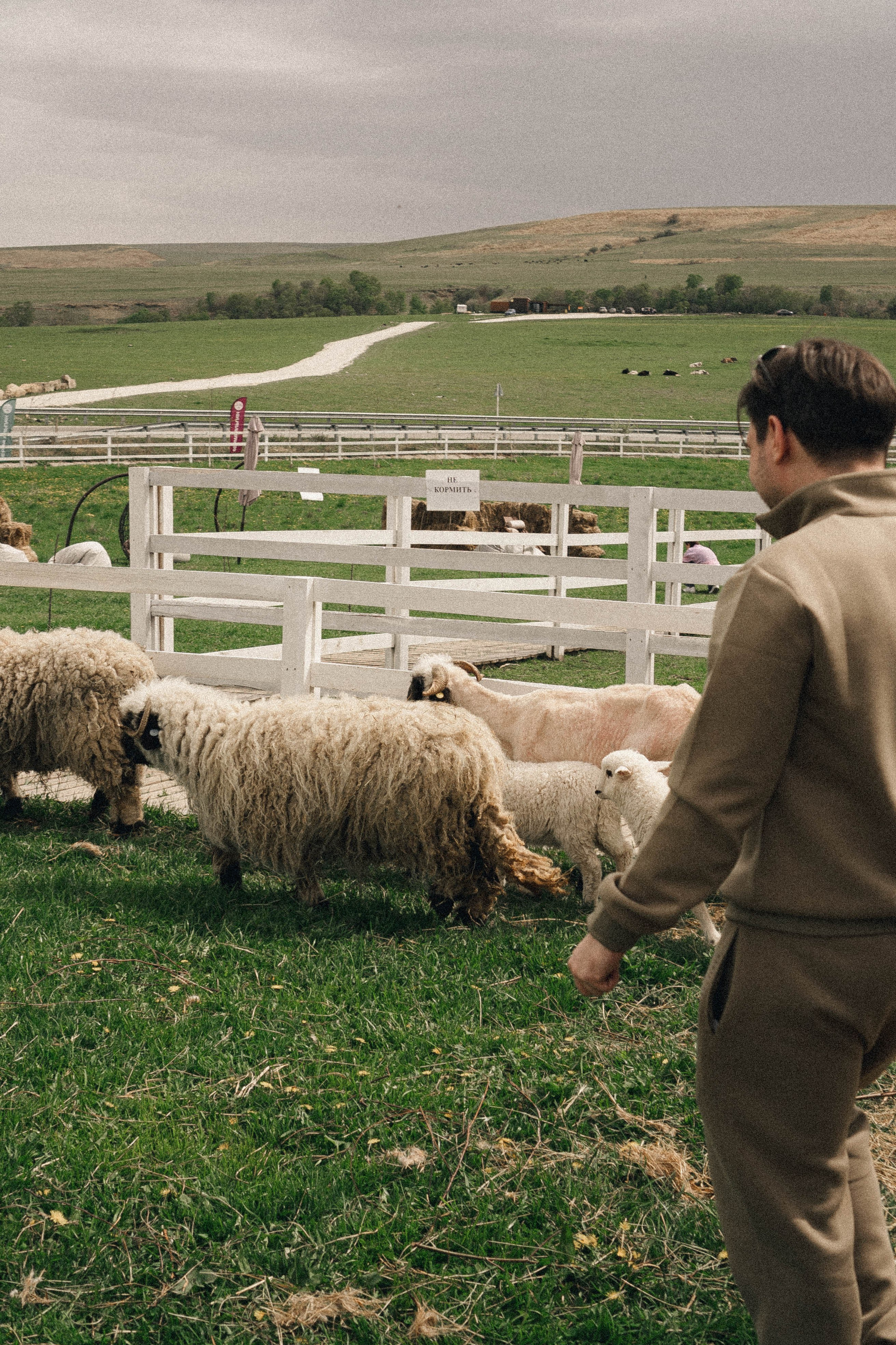 Ферма Альпак. Профессиональный фотограф, Санкт-Петербург — Виктория Богомолова
