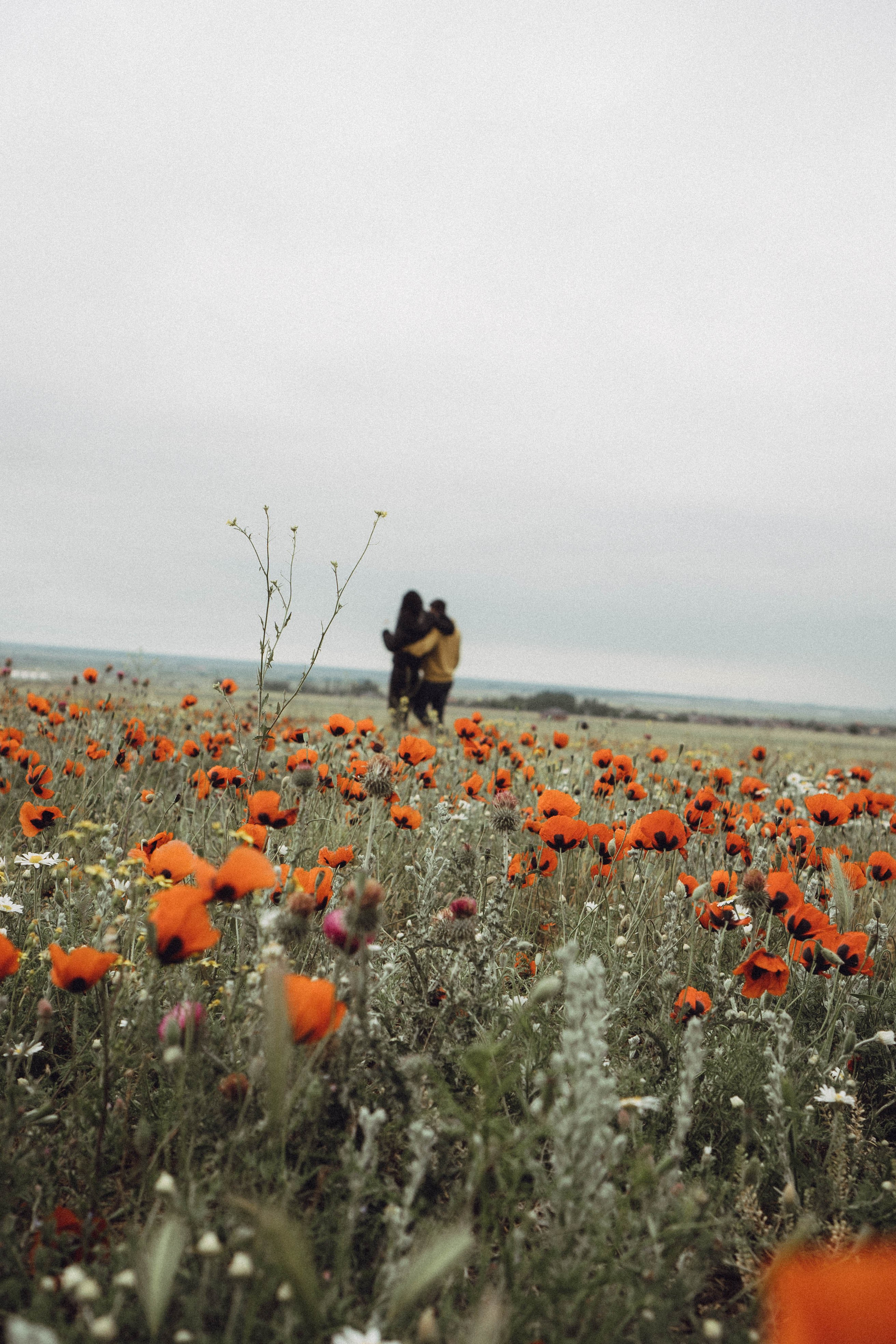 Любовь в маковом поле. Профессиональный фотограф, Санкт-Петербург — Виктория Богомолова