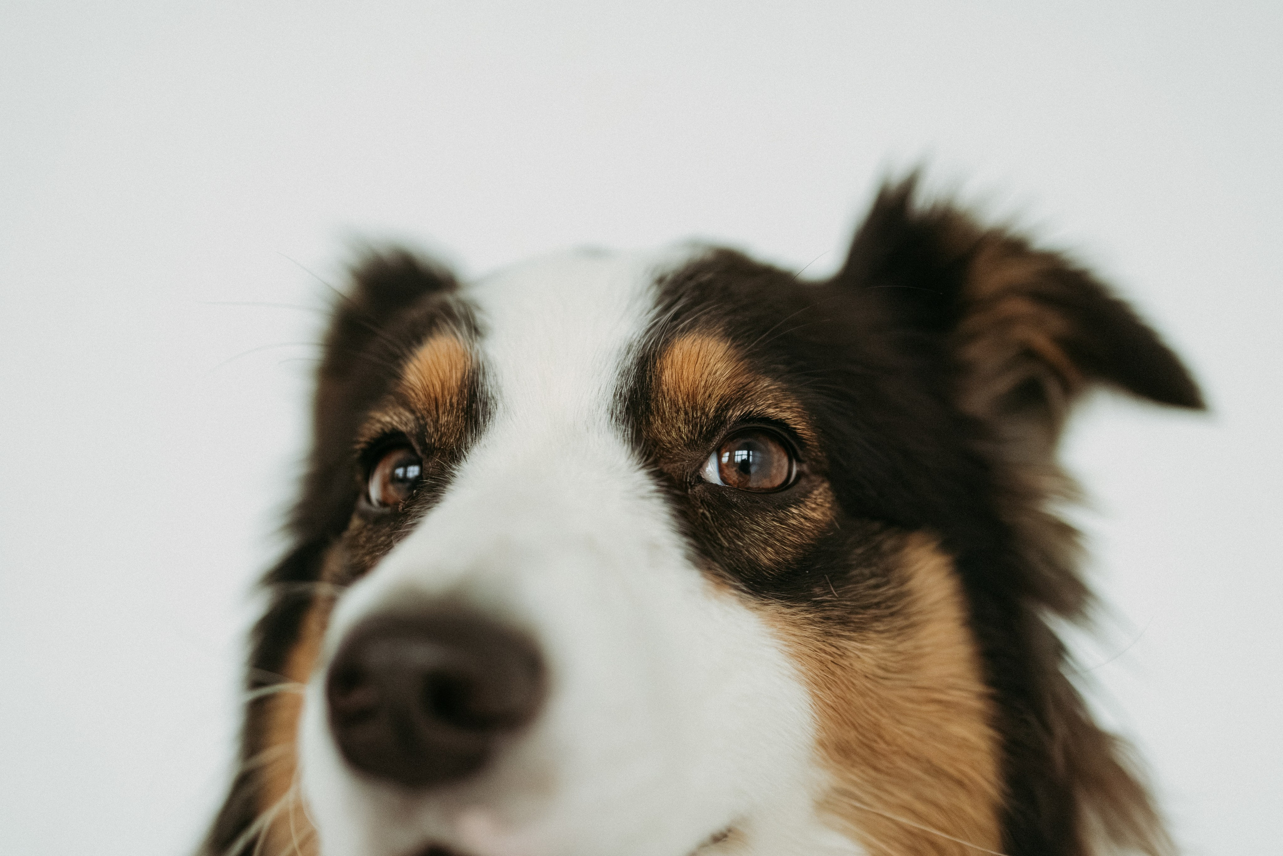 Мячи-попрыгуны. Фотораф — анималист Мария Шистка