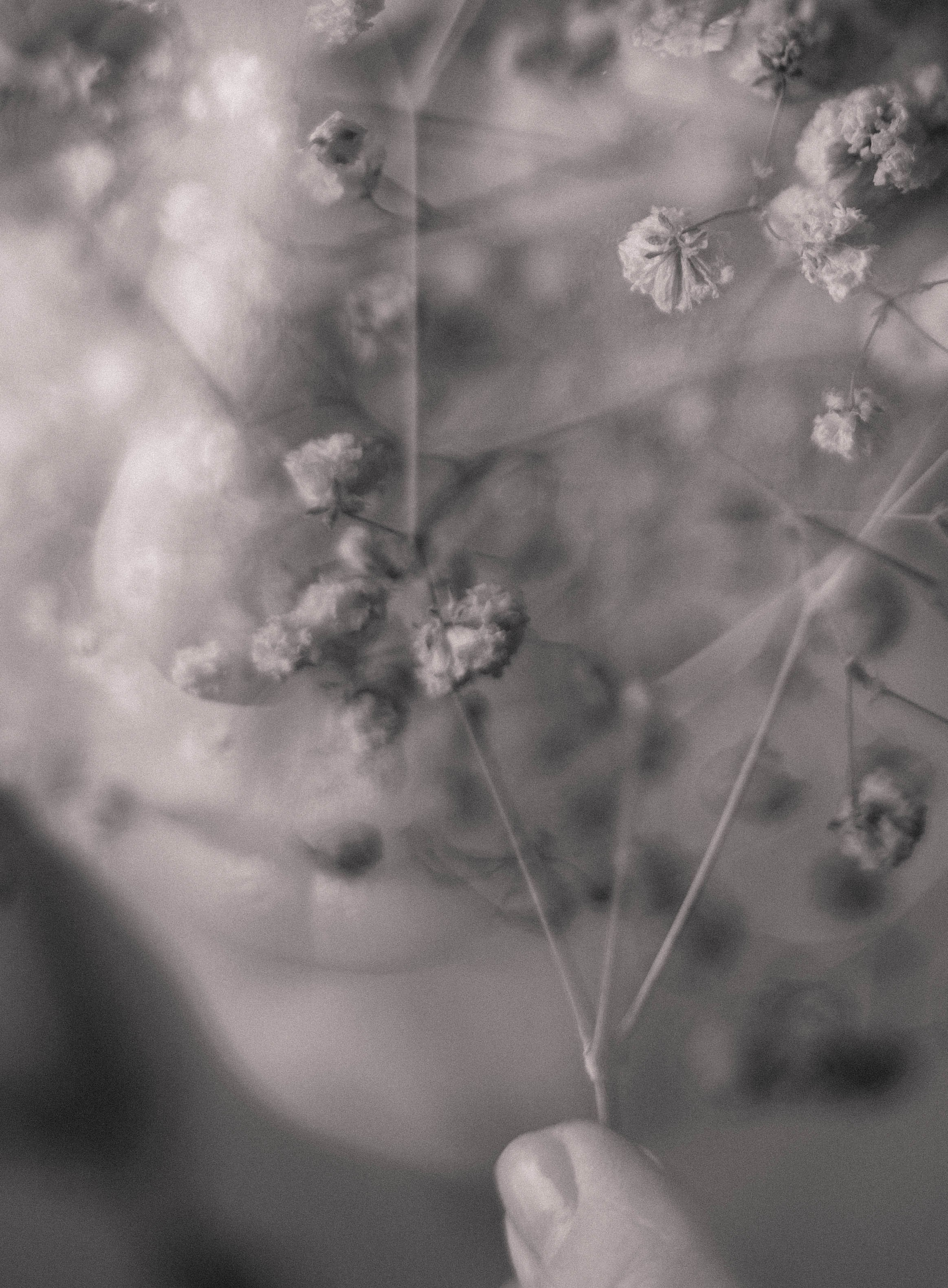 Цветочное настроение. Foto-creator Alisa Zobova
