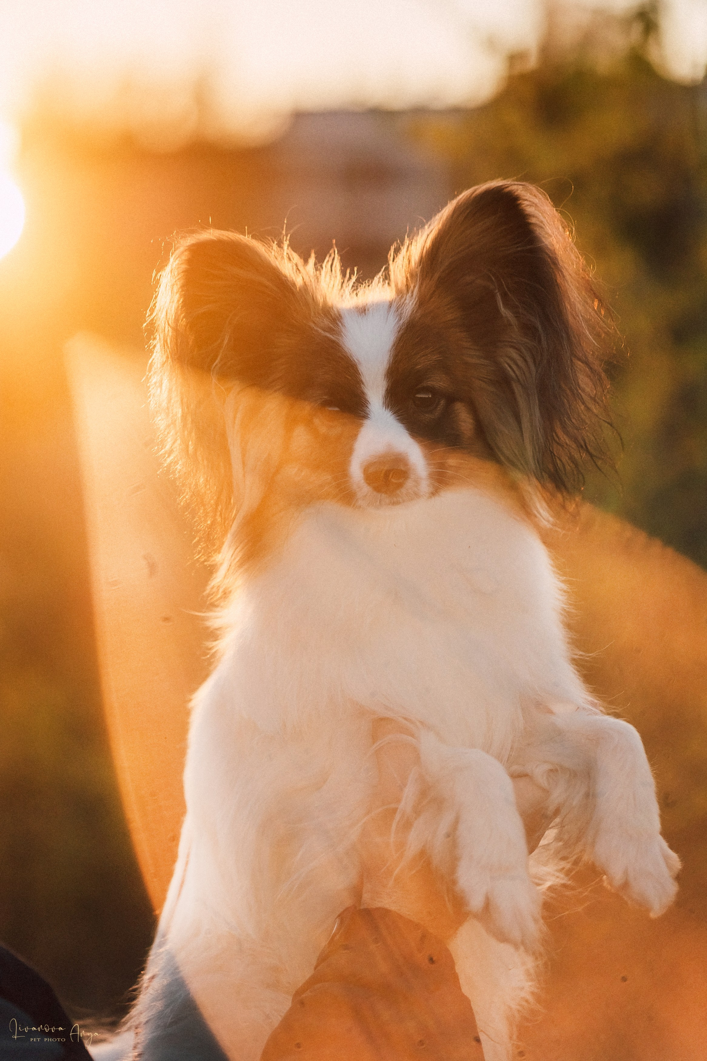 Хьюстон. Фотограф анималист Аня Ливанова | Рыбинск