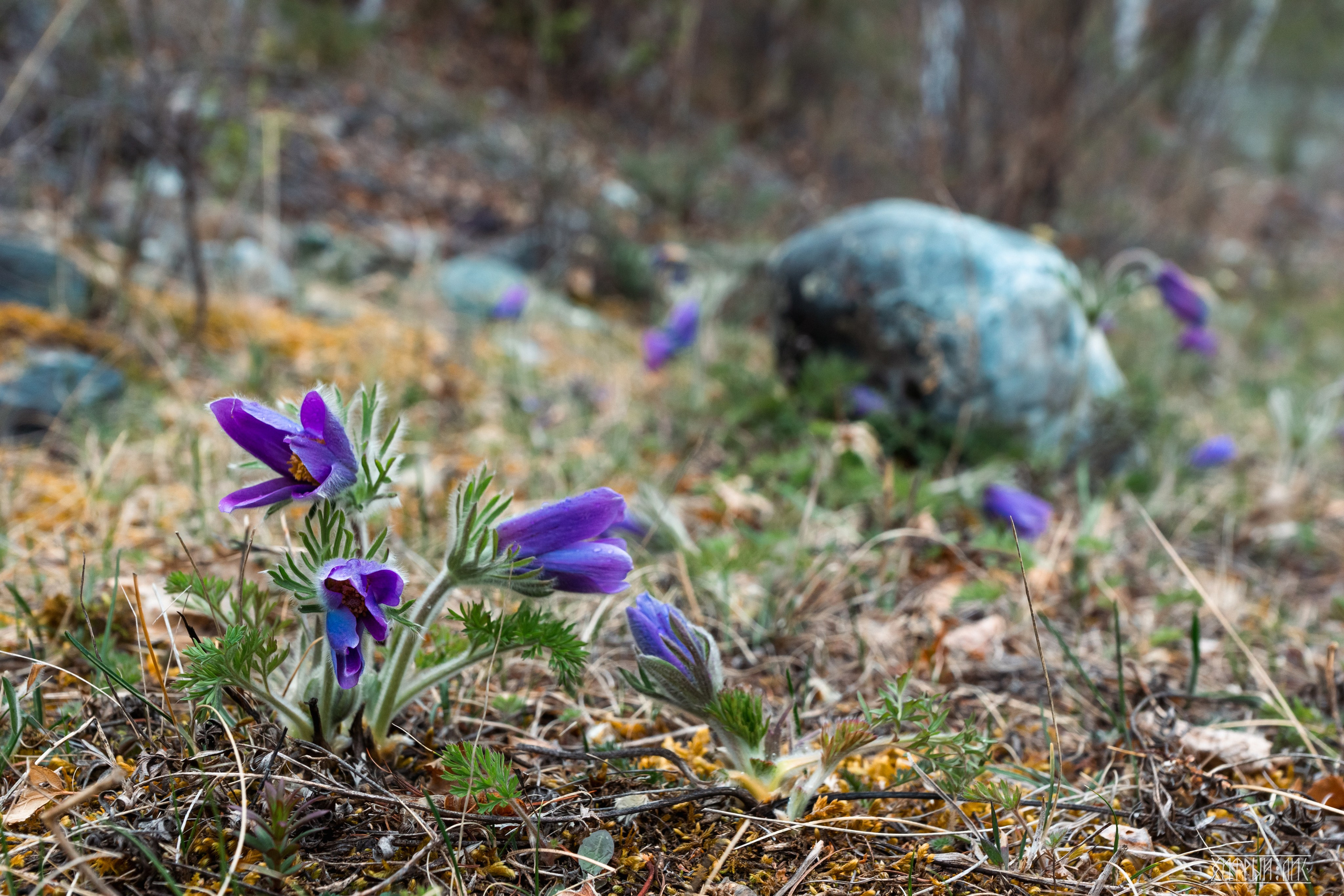 Алтай. Фотограф-путешественник Самойлов Максим «Sly Fox»